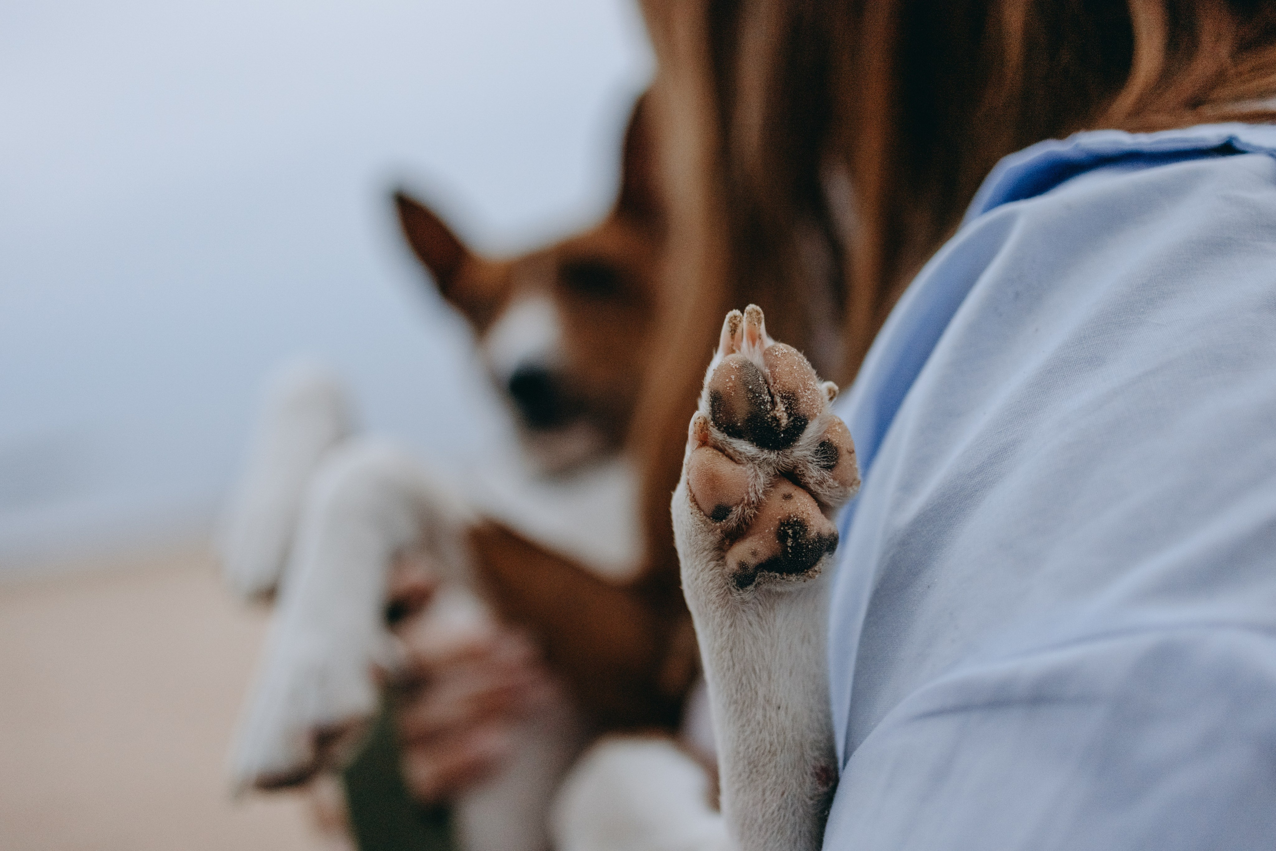 Даша и Арчи. Фотограф — Анималист | Санкт-Петербург