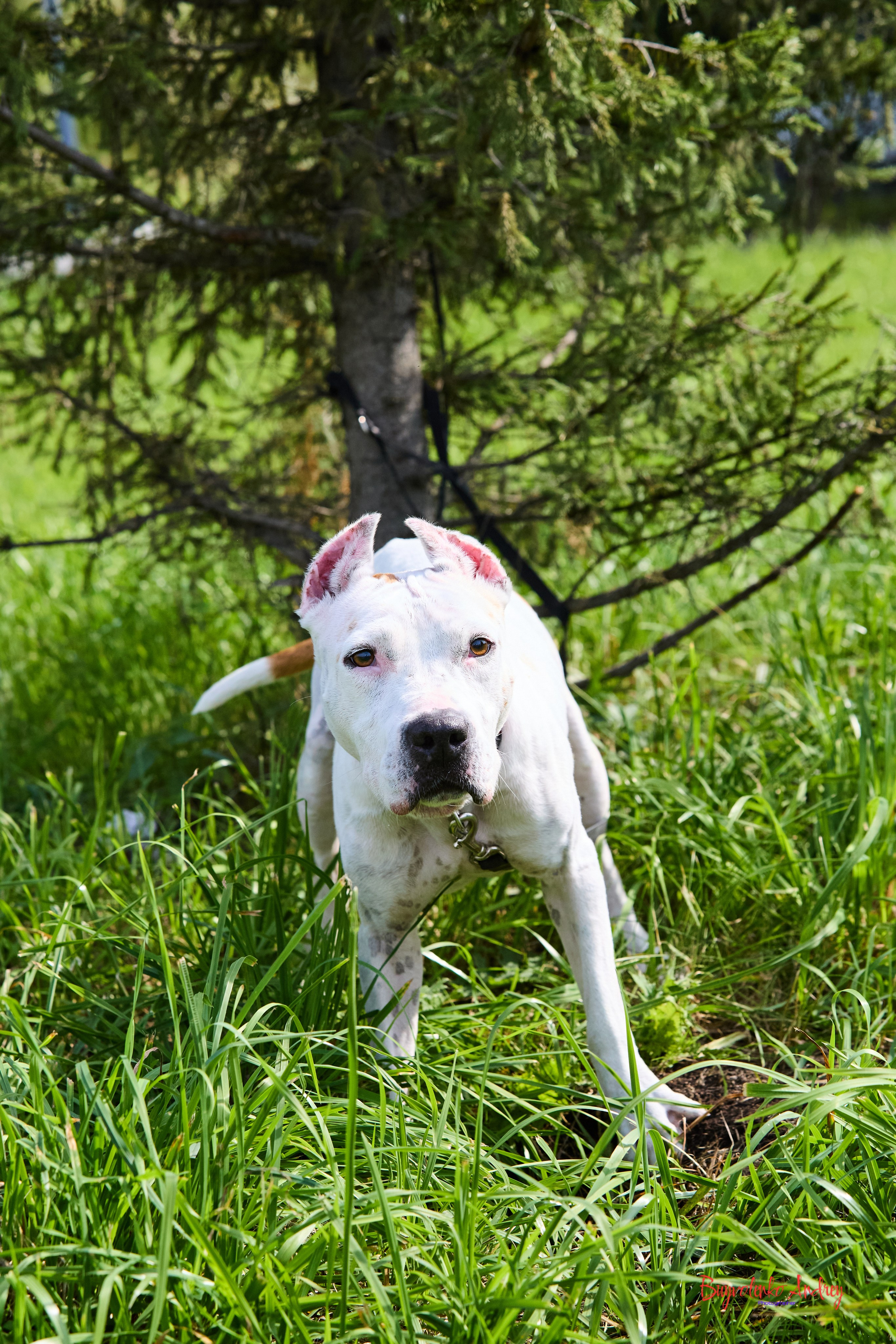 Проект фотопрогулка с хвостиком. Buyvolenko Andrey