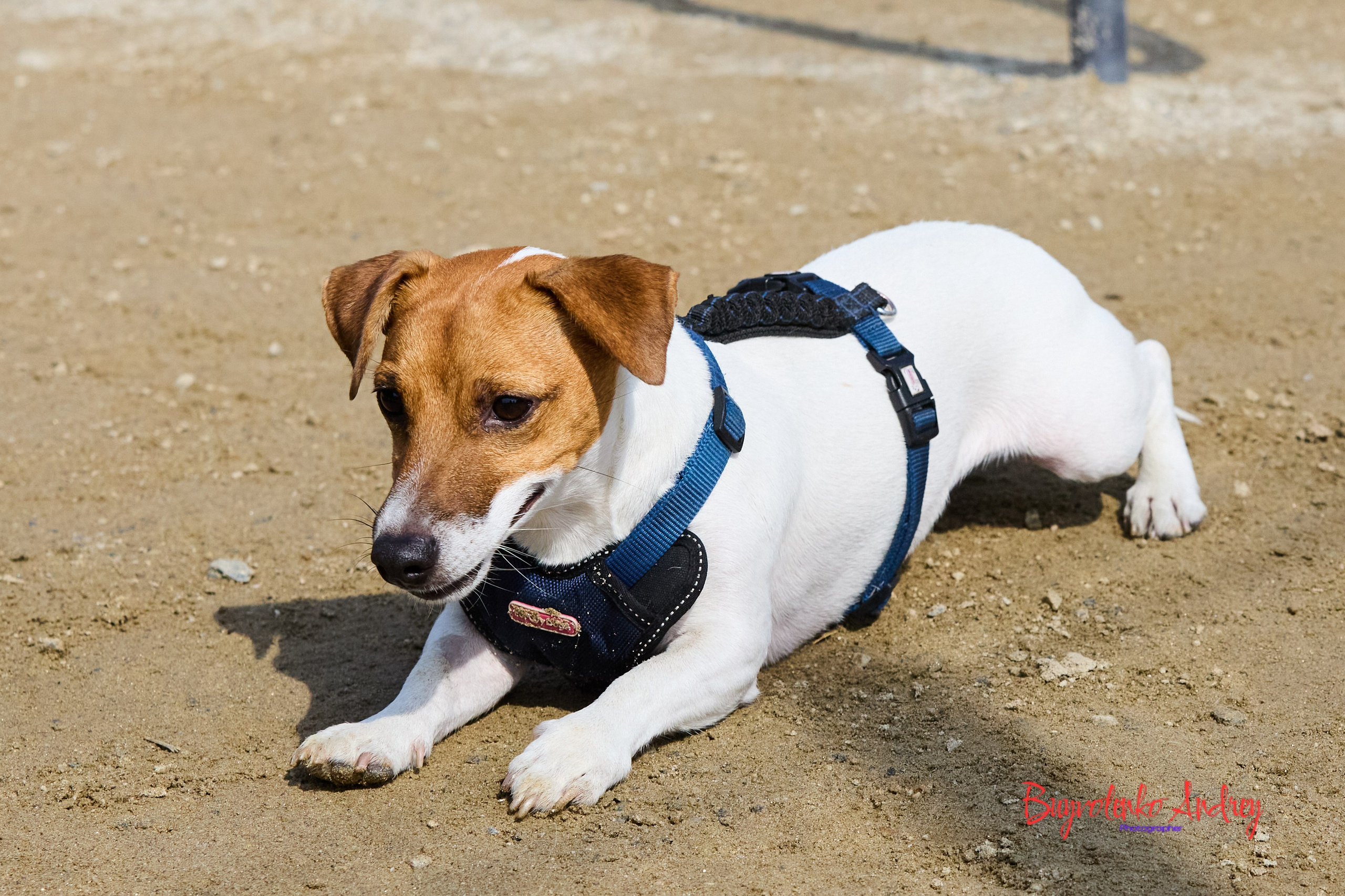 Проект фотопрогулка с хвостиком. Buyvolenko Andrey