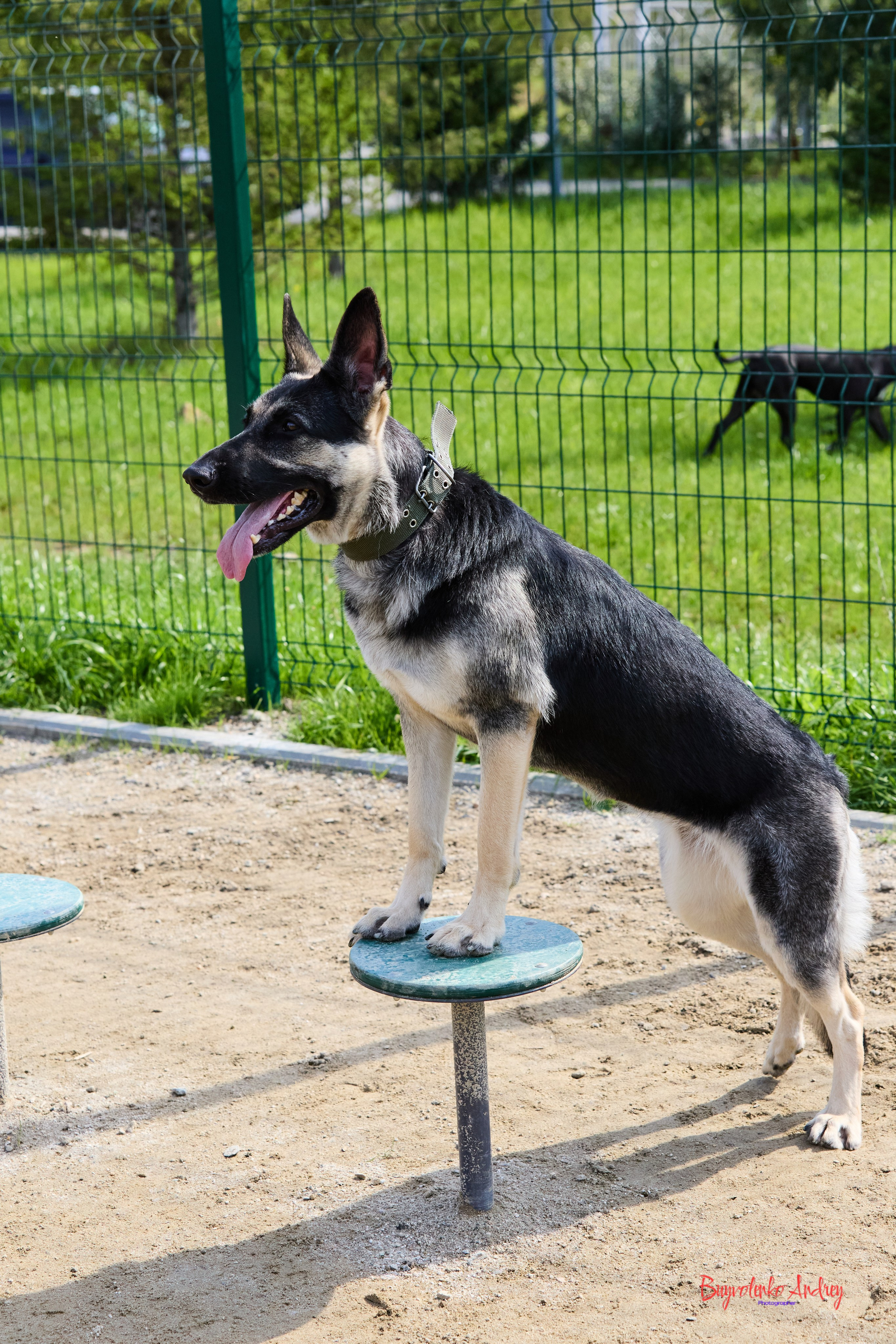 Проект фотопрогулка с хвостиком. Buyvolenko Andrey