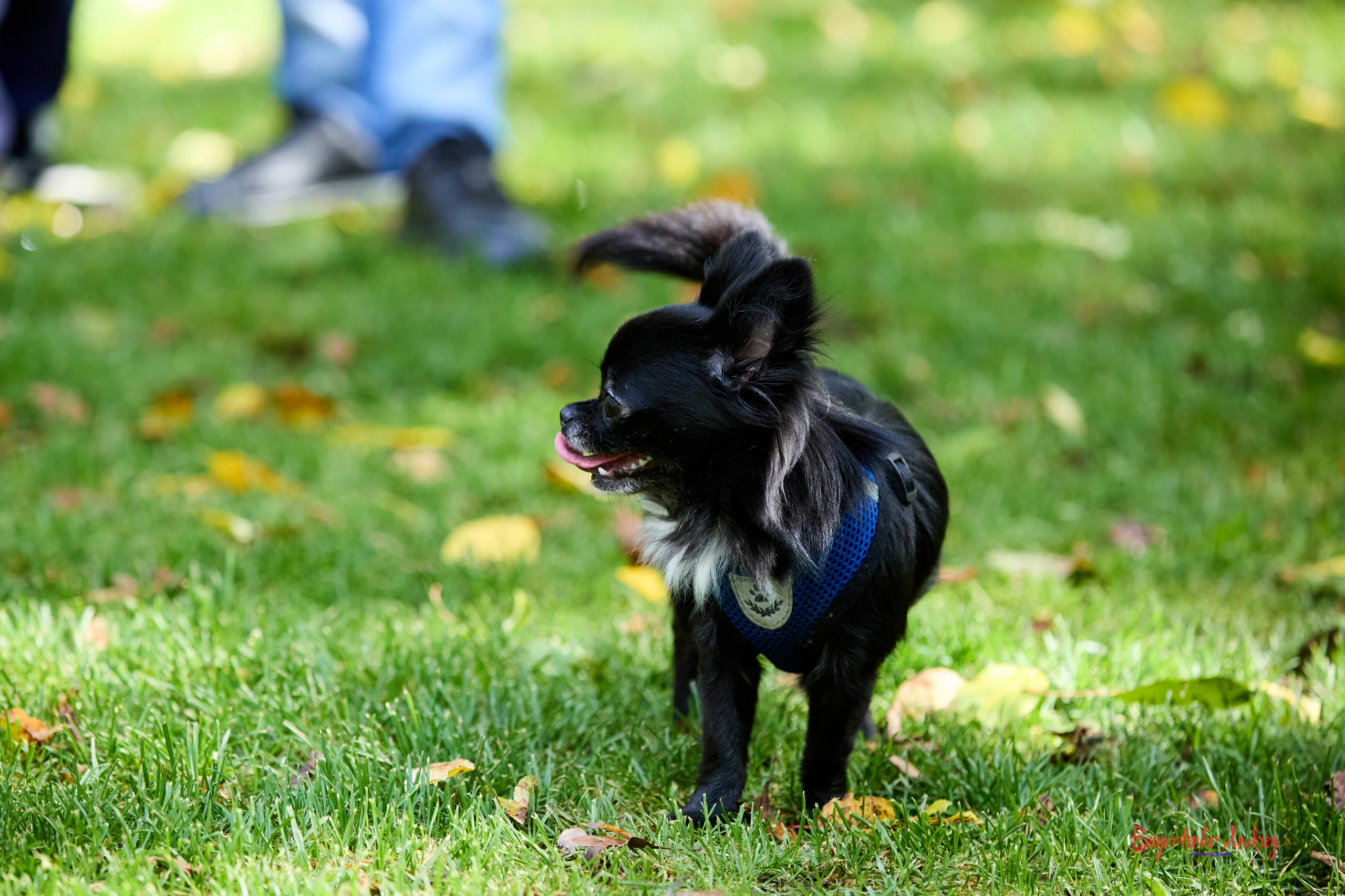 Фотопрогулка с кавалерами. Buyvolenko Andrey