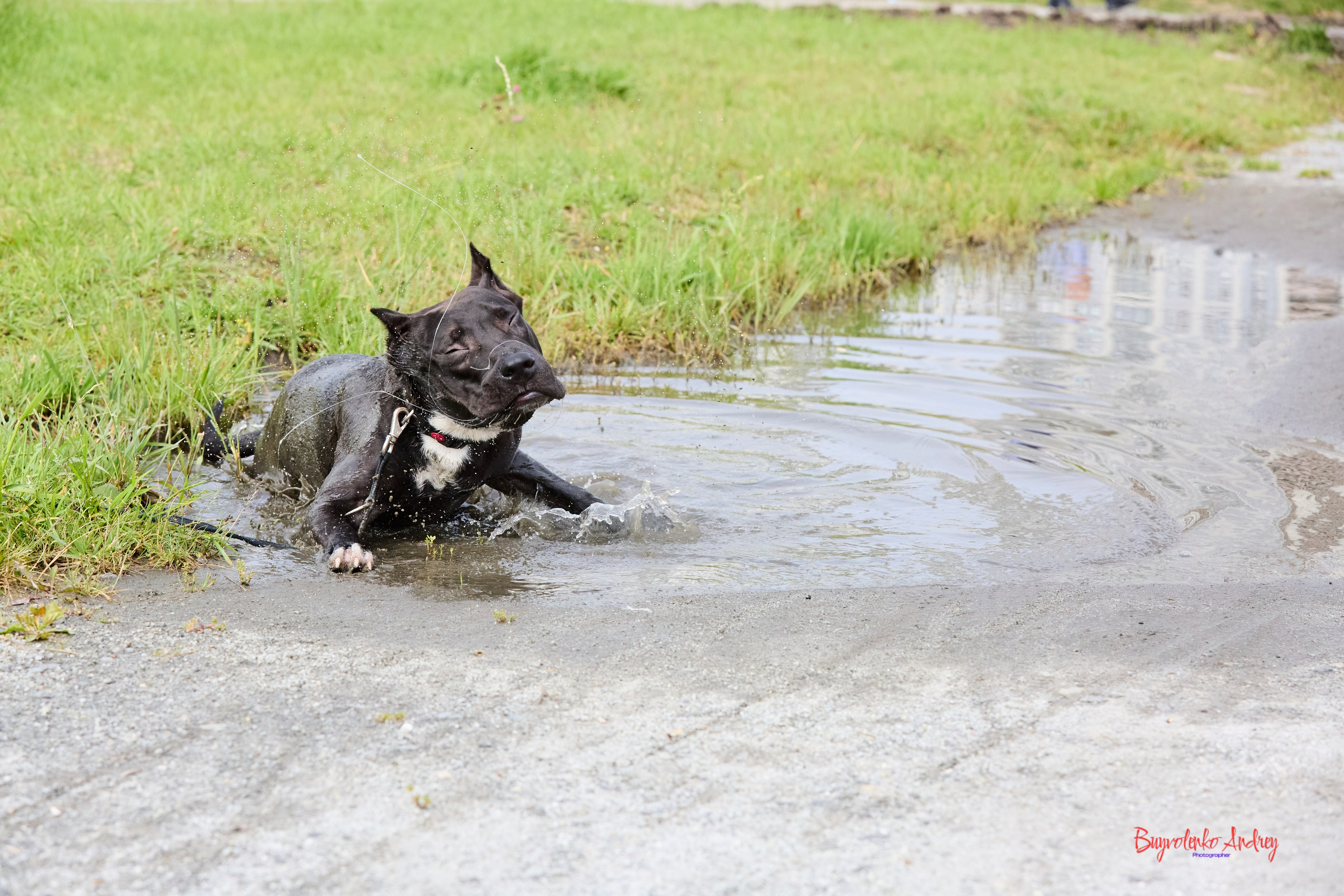 Проект фотопрогулка с хвостиком. Buyvolenko Andrey