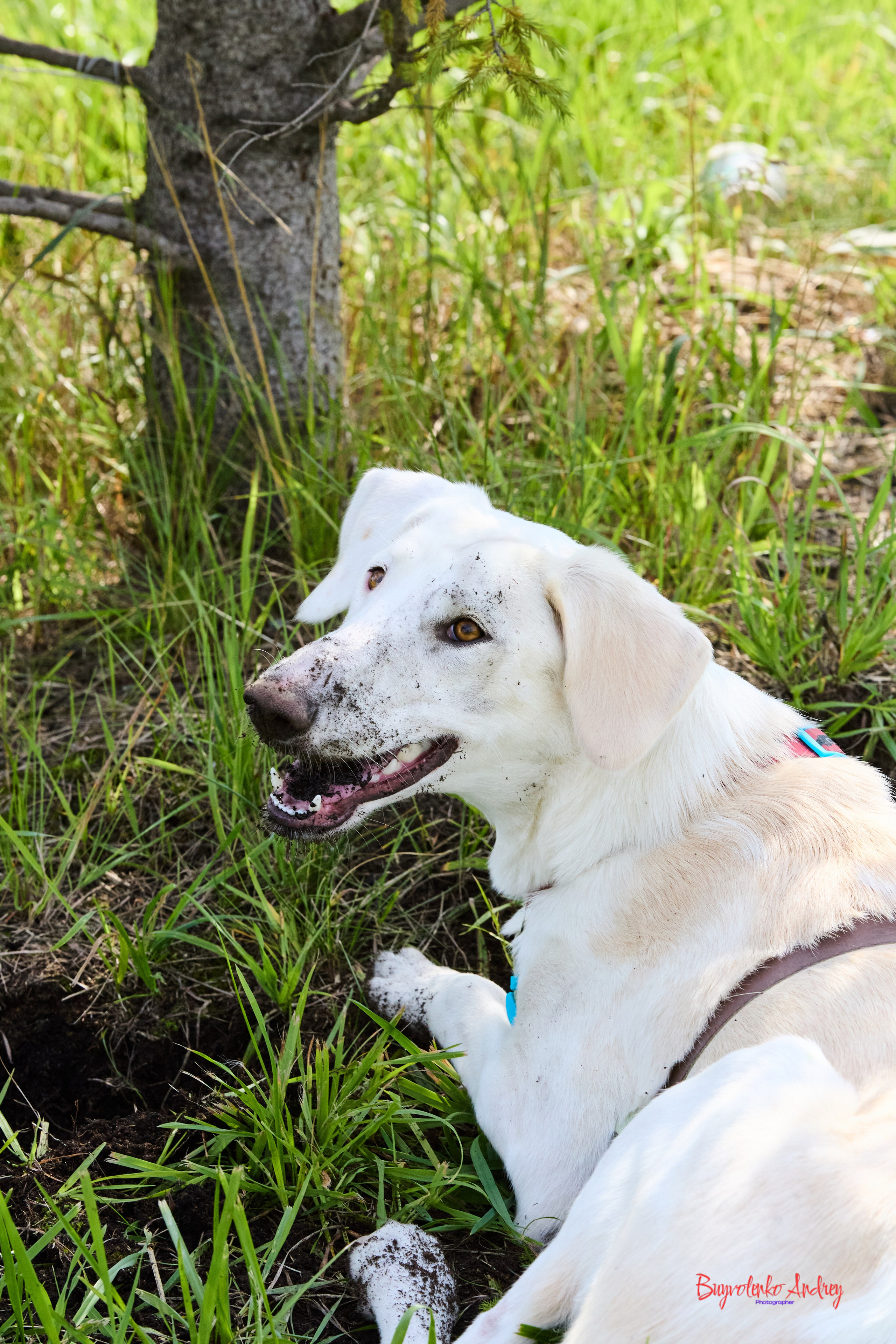 Проект фотопрогулка с хвостиком. Buyvolenko Andrey