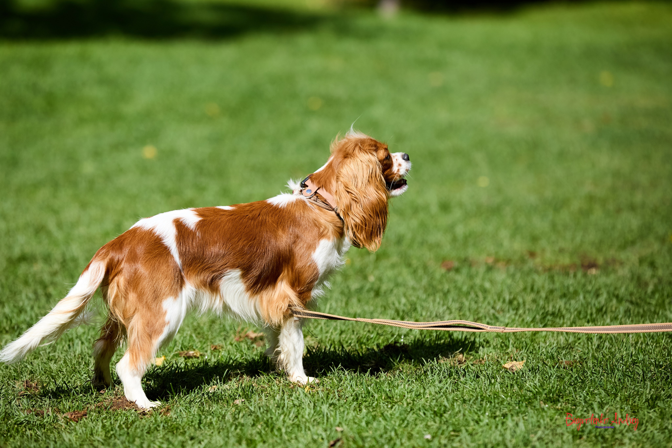 Фотопрогулка с кавалерами. Buyvolenko Andrey