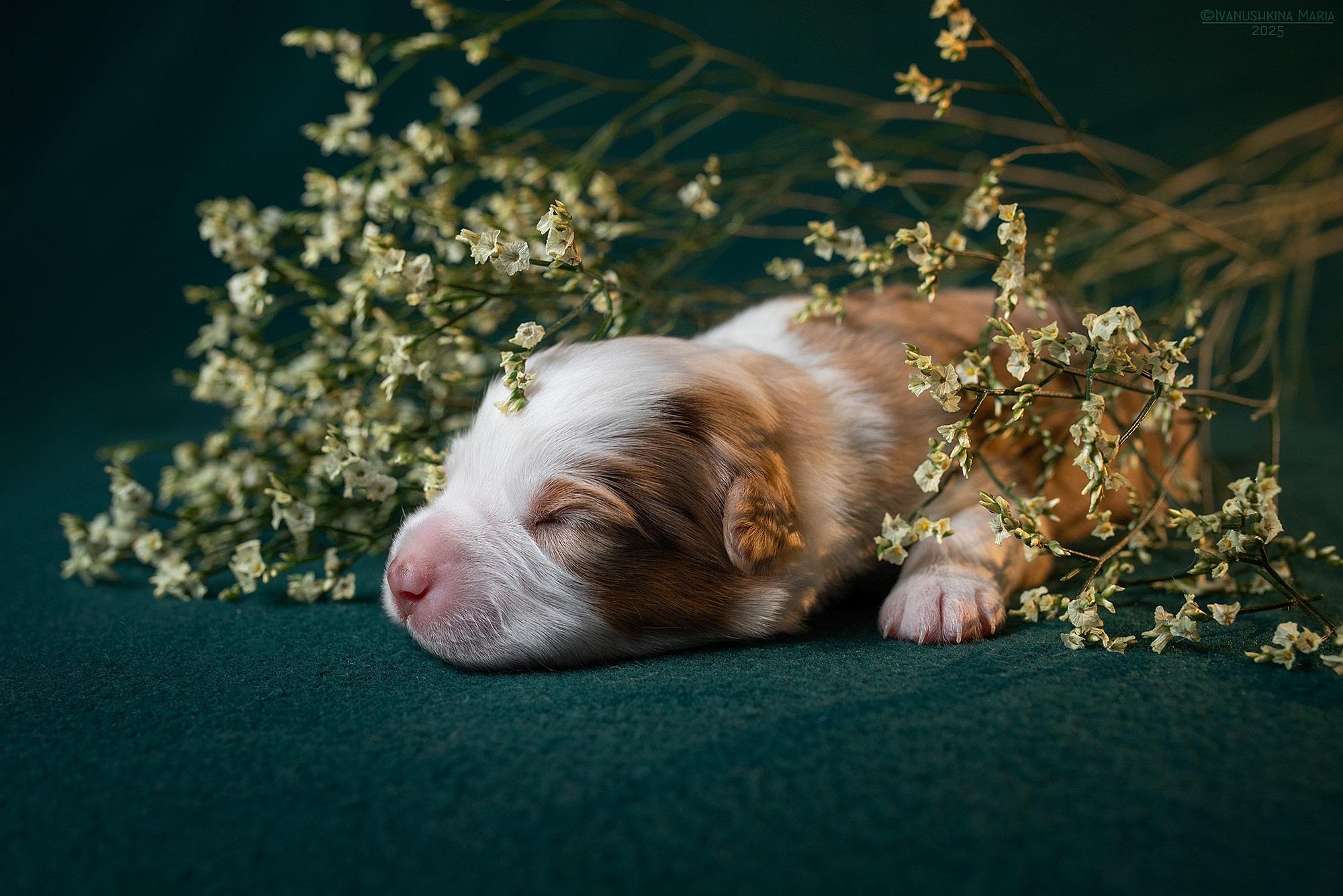Ньюборн фотосессия щенков. Фотограф собак в Москве и Московской области Иванушкина Мария