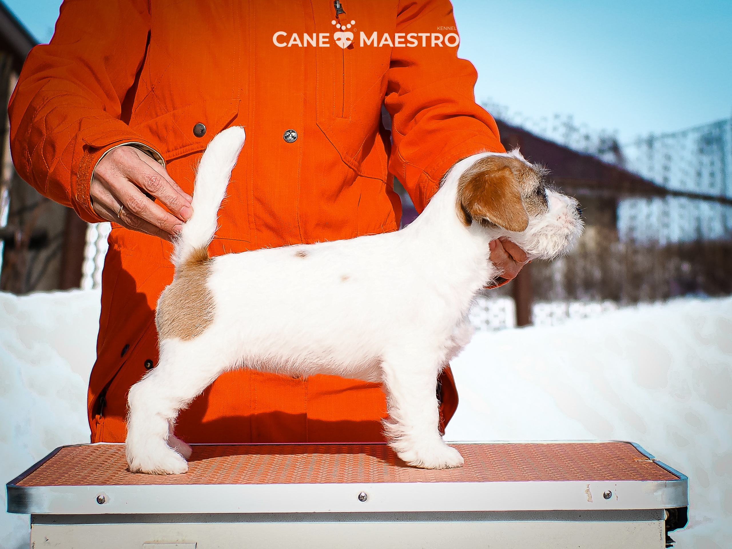 Сук_21_12_25. КАНЕ МАЭСТРО — питомник Джек рассел терьеров