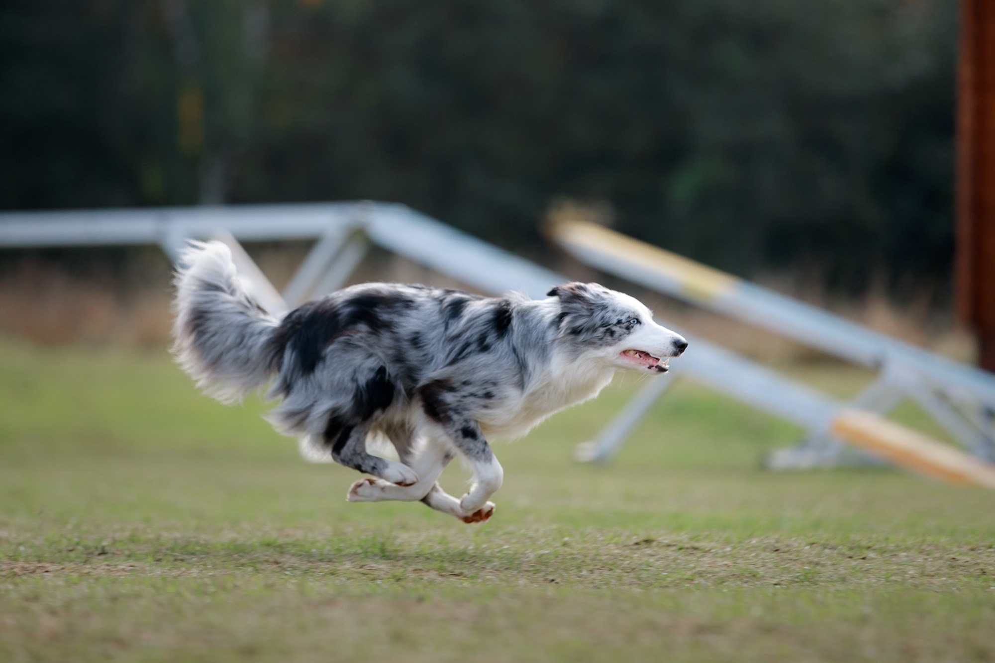 Лагерь по ОБД с Инной Баженовой. Фотограф-анималист Mary Mart — Москва, Питер
