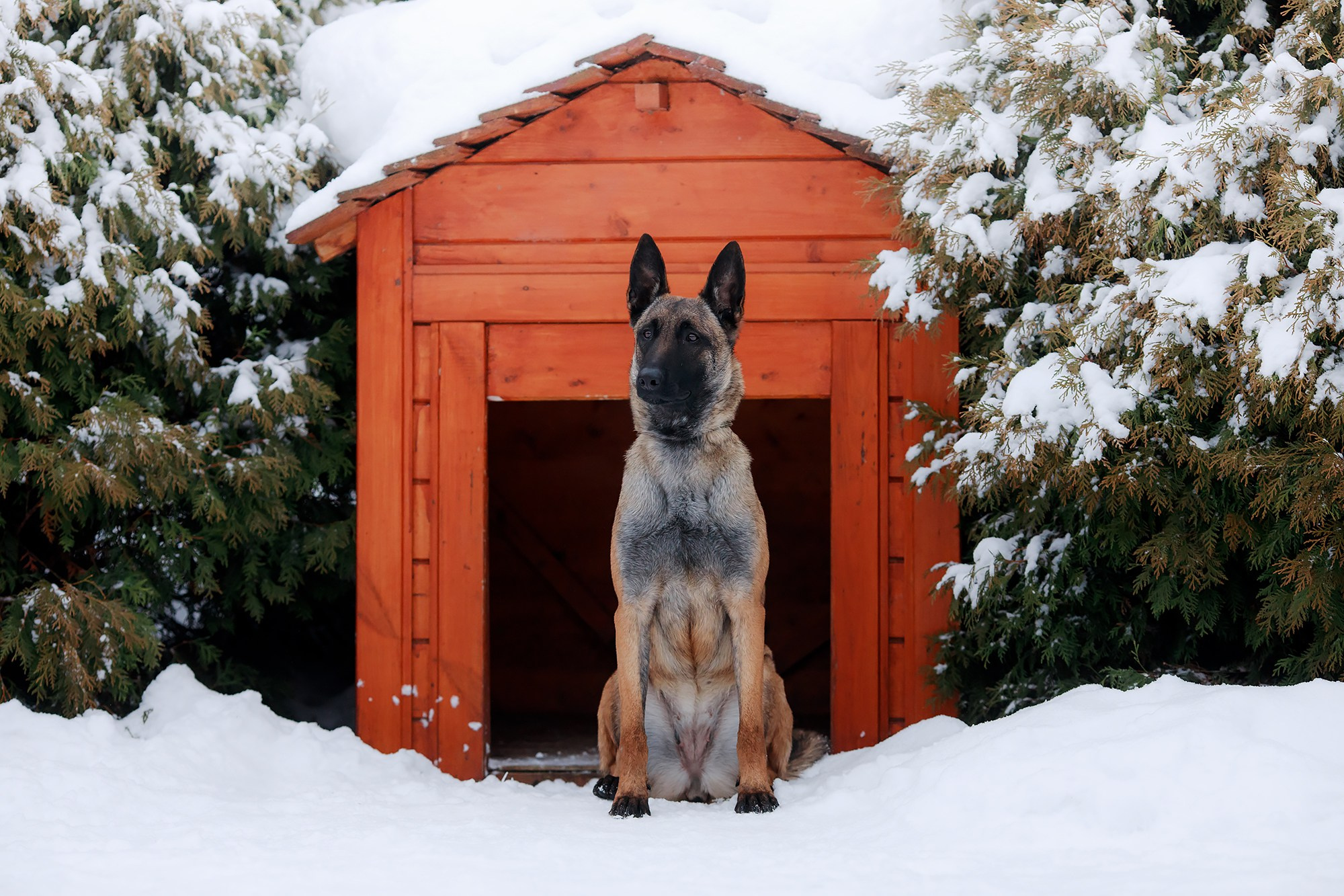 Зимние портреты. Фотограф-анималист Mary Mart — Москва, Питер