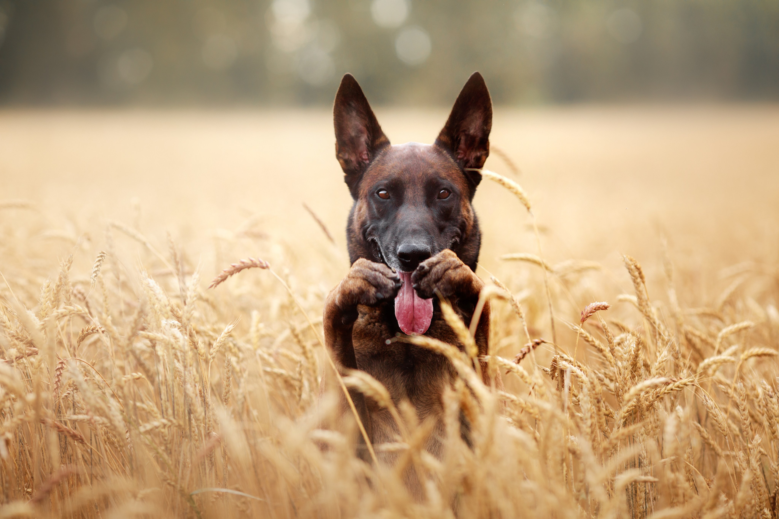 Малинуа в лицах. Фотограф-анималист Mary Mart — Москва, Питер
