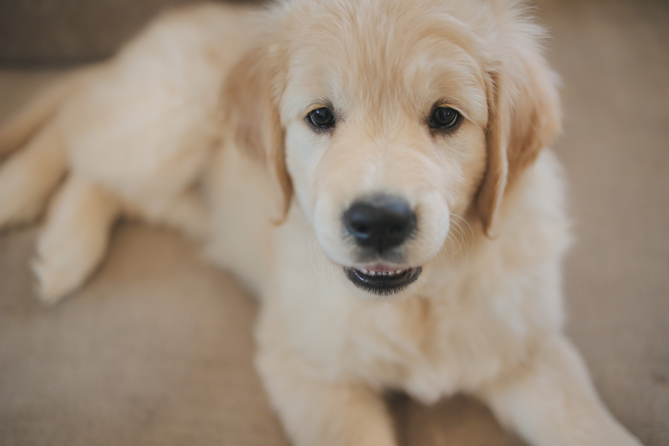 Снежик и Веста, НГ. Свадебный и женский фотограф