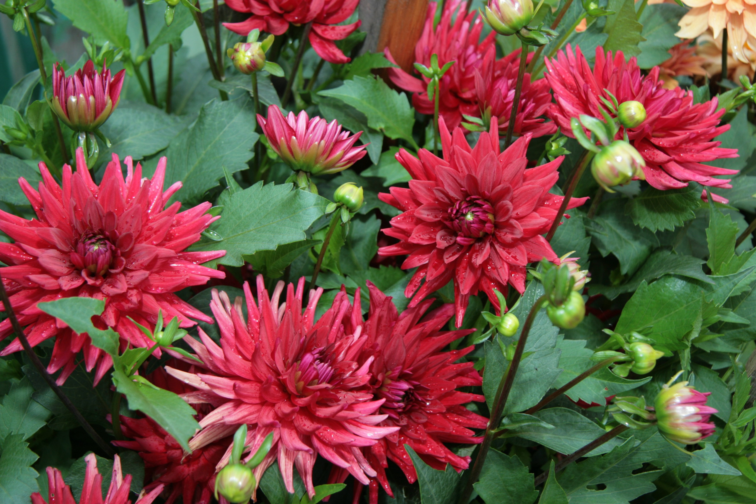 Фото Цветов. Студия Максима Белослюдцева