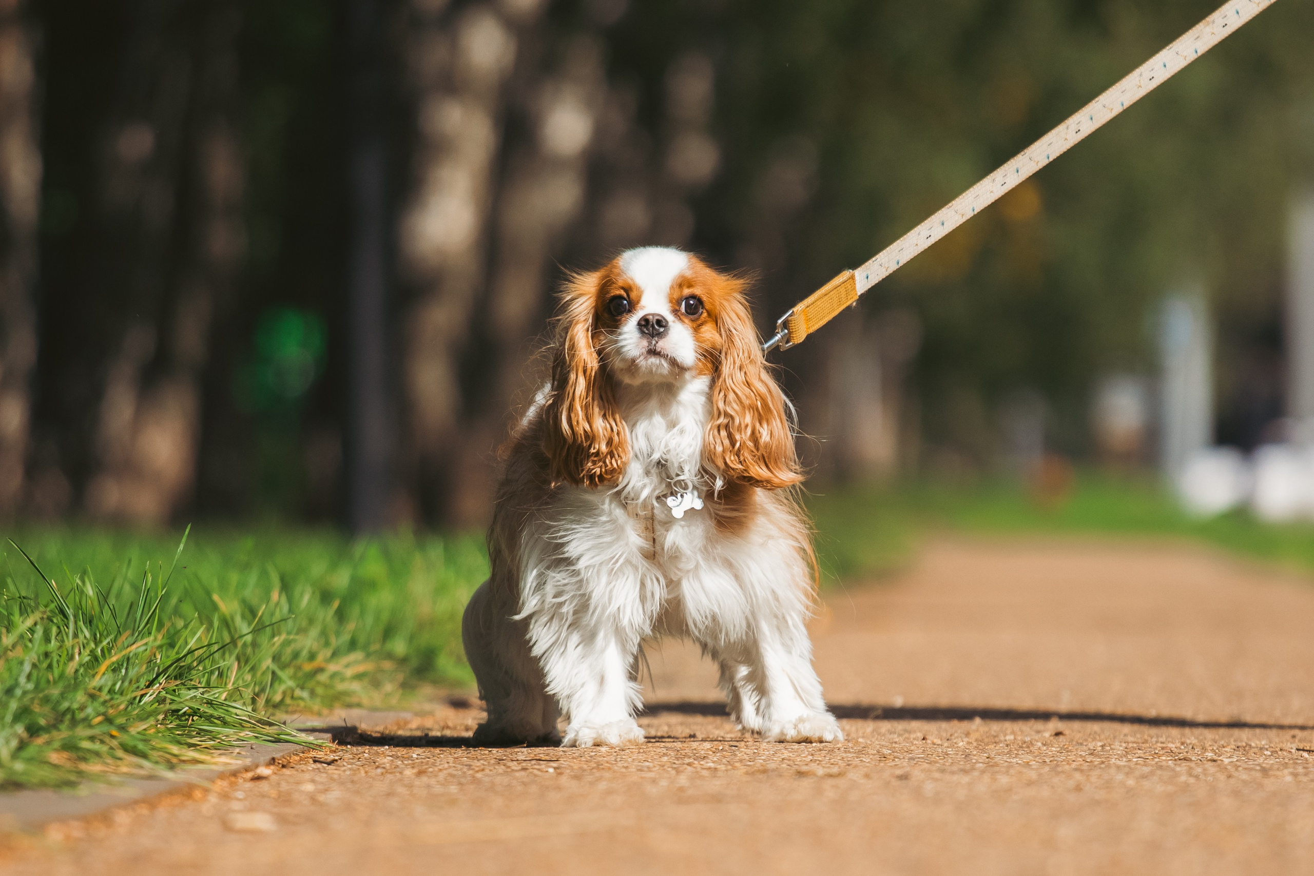 Фотопрогулка на бульваре. Фотограф-анималист Татьяна Степанова