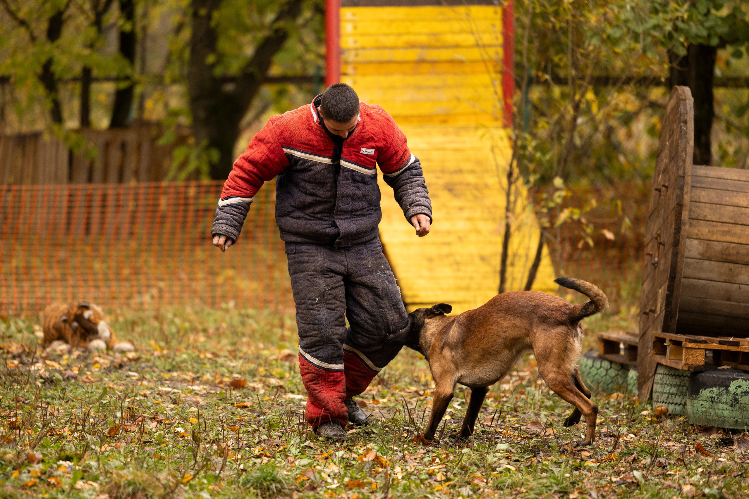 Соревнования по Мондьорингу г. Вологда. Фотограф-анималист Анна Маринич