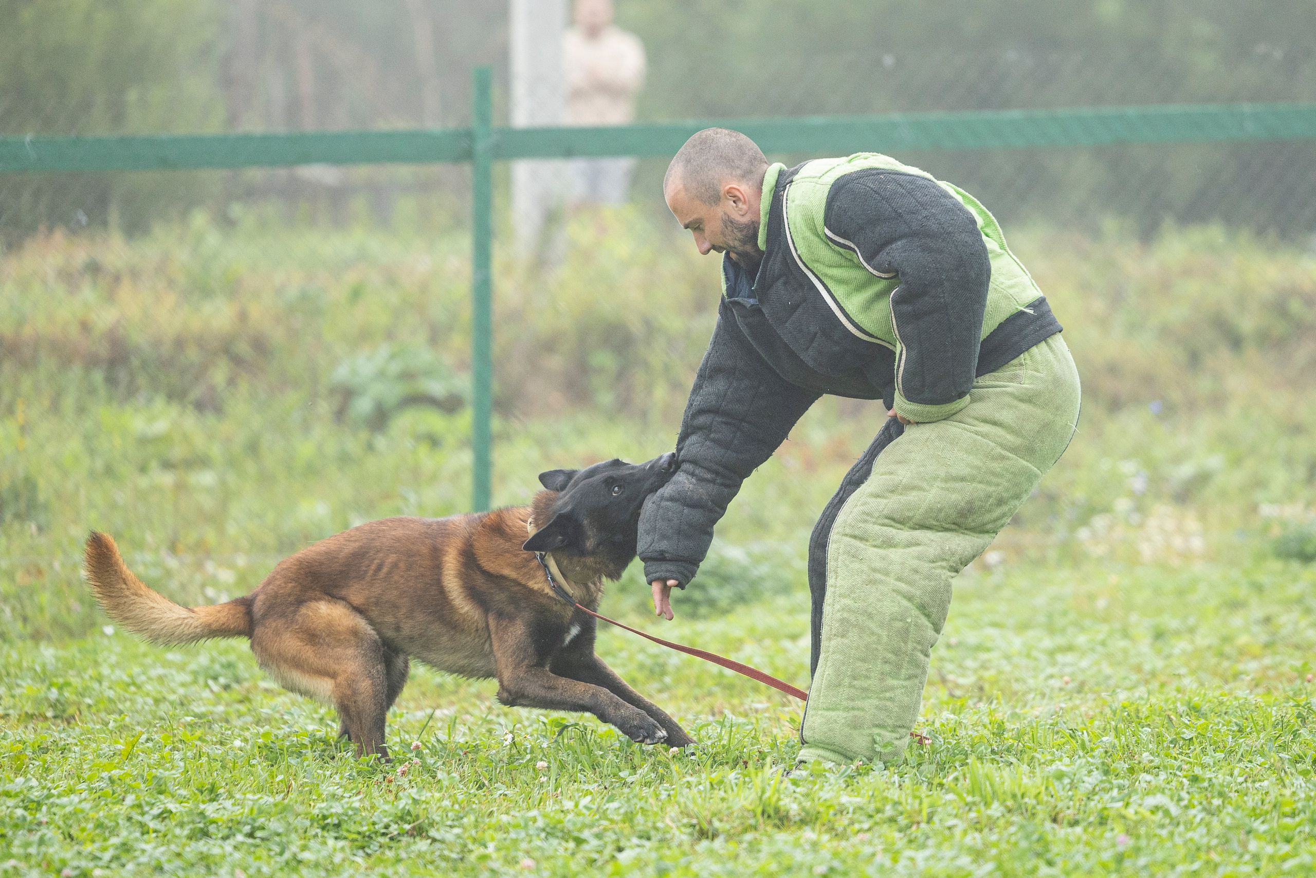 Соревнования по Мондьорингу г. Вологда 10-11.08.2024. Фотограф-анималист Анна Маринич