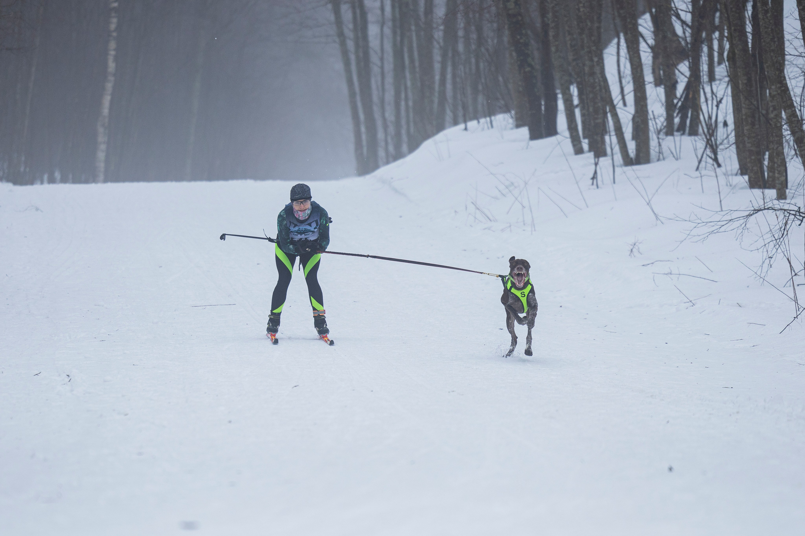 Зимний Чемпионат Санкт-Петербурга по ездовому спорту. Фотограф-анималист Анна Маринич