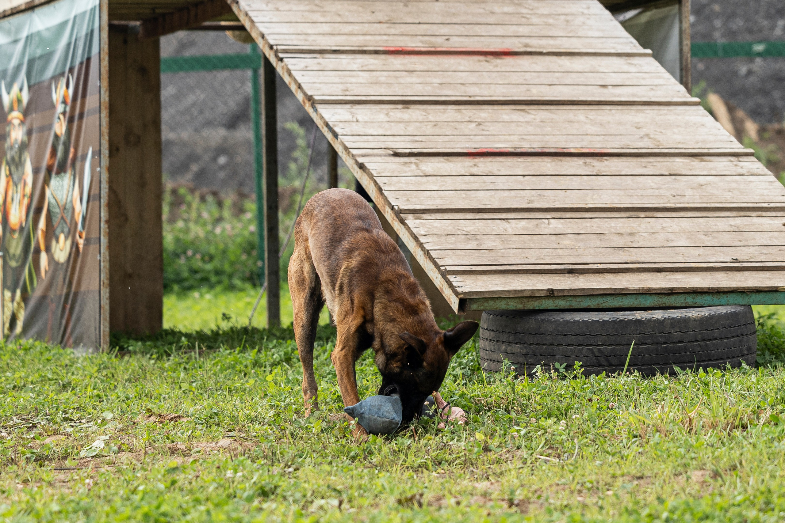 Соревнования по Мондьорингу г. Вологда 10-11.08.2024. Фотограф-анималист Анна Маринич