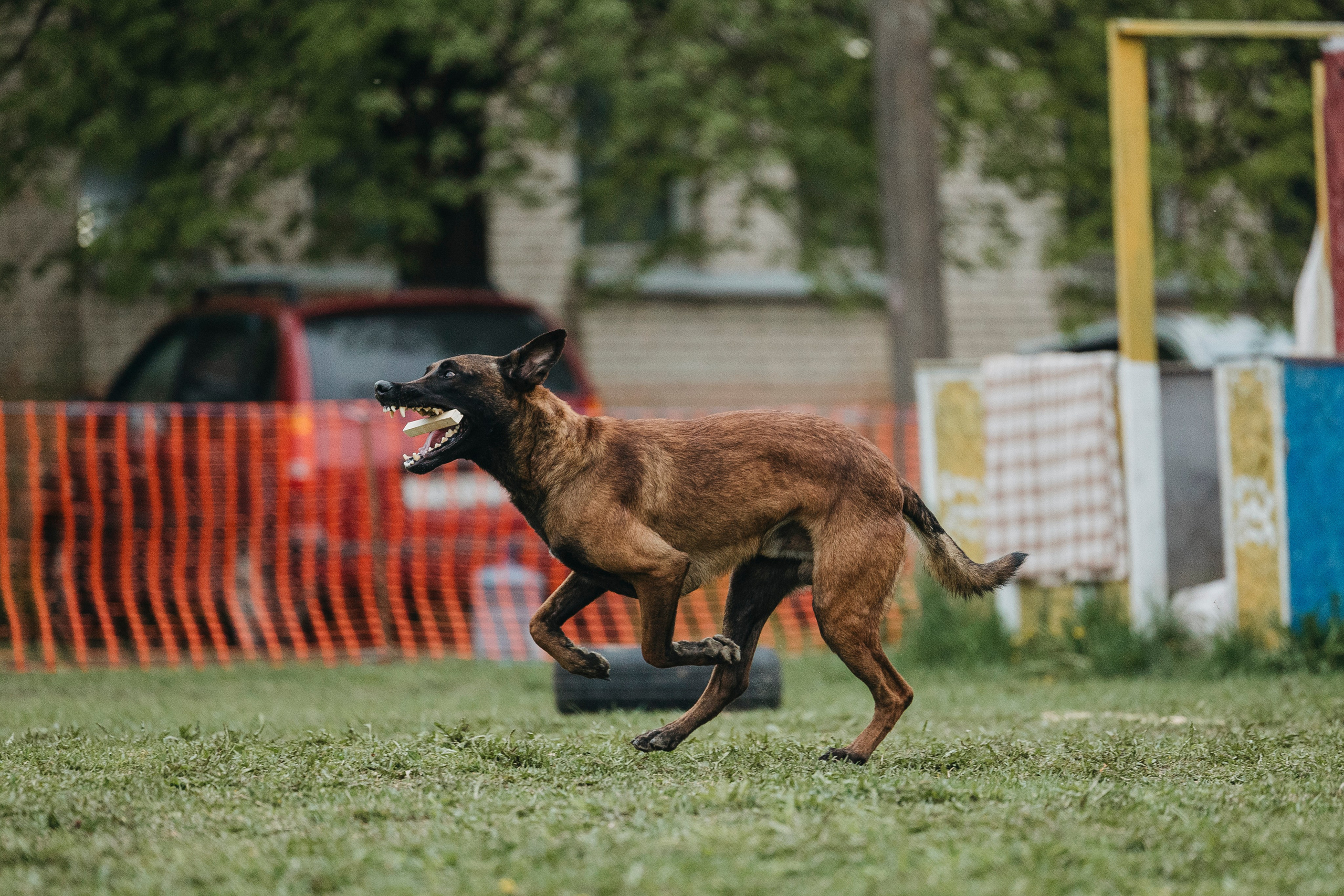 26.05.25 г. Пушкин квалификационные соревнования. Фотограф-анималист Анна Маринич