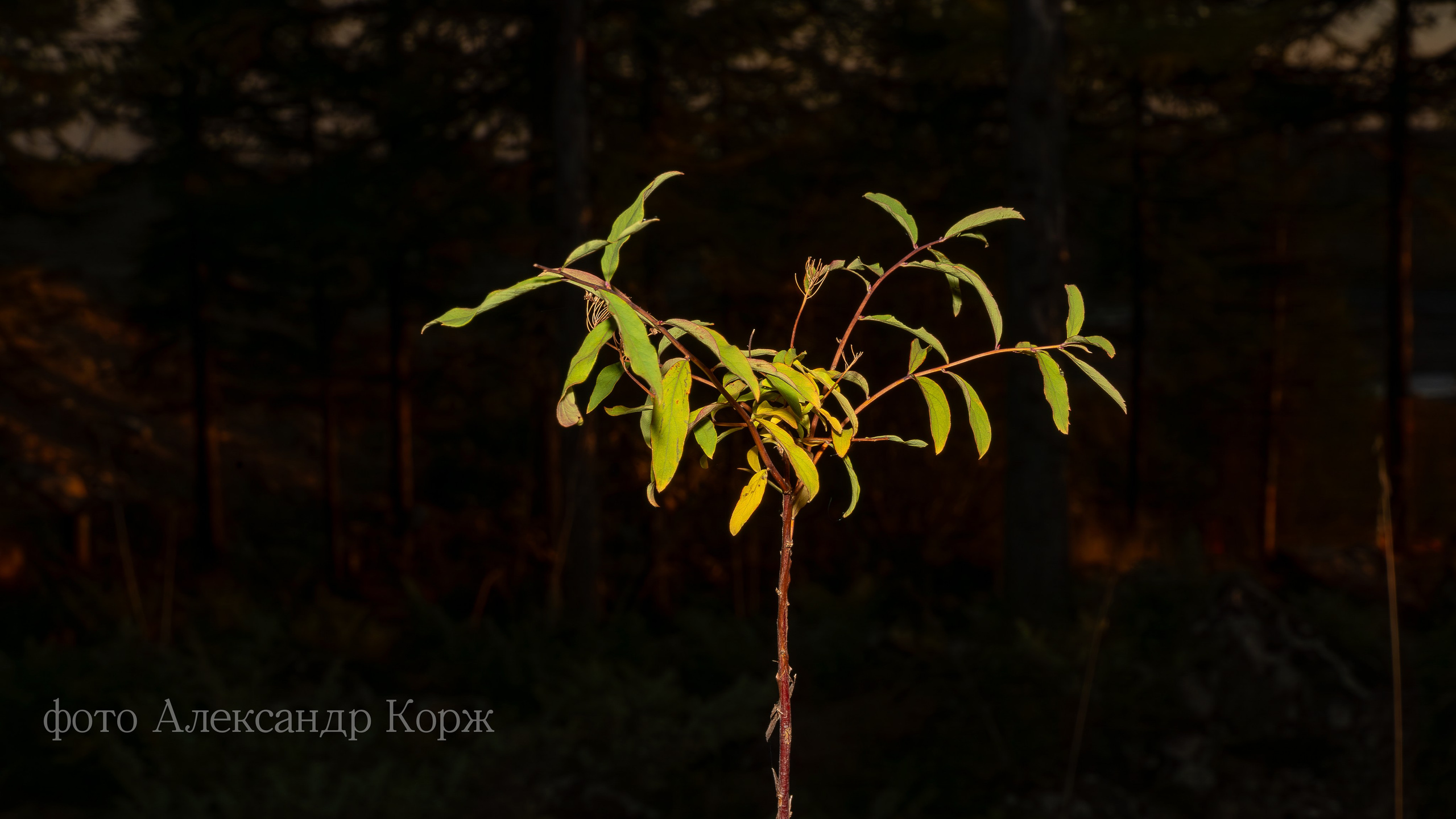 Золотая осень 2025. Айхал. Удачный. Мирный Якутия. Фотографии и видеосъемка, Айхал, Удачный, Якутия. Фотографии Айхал
