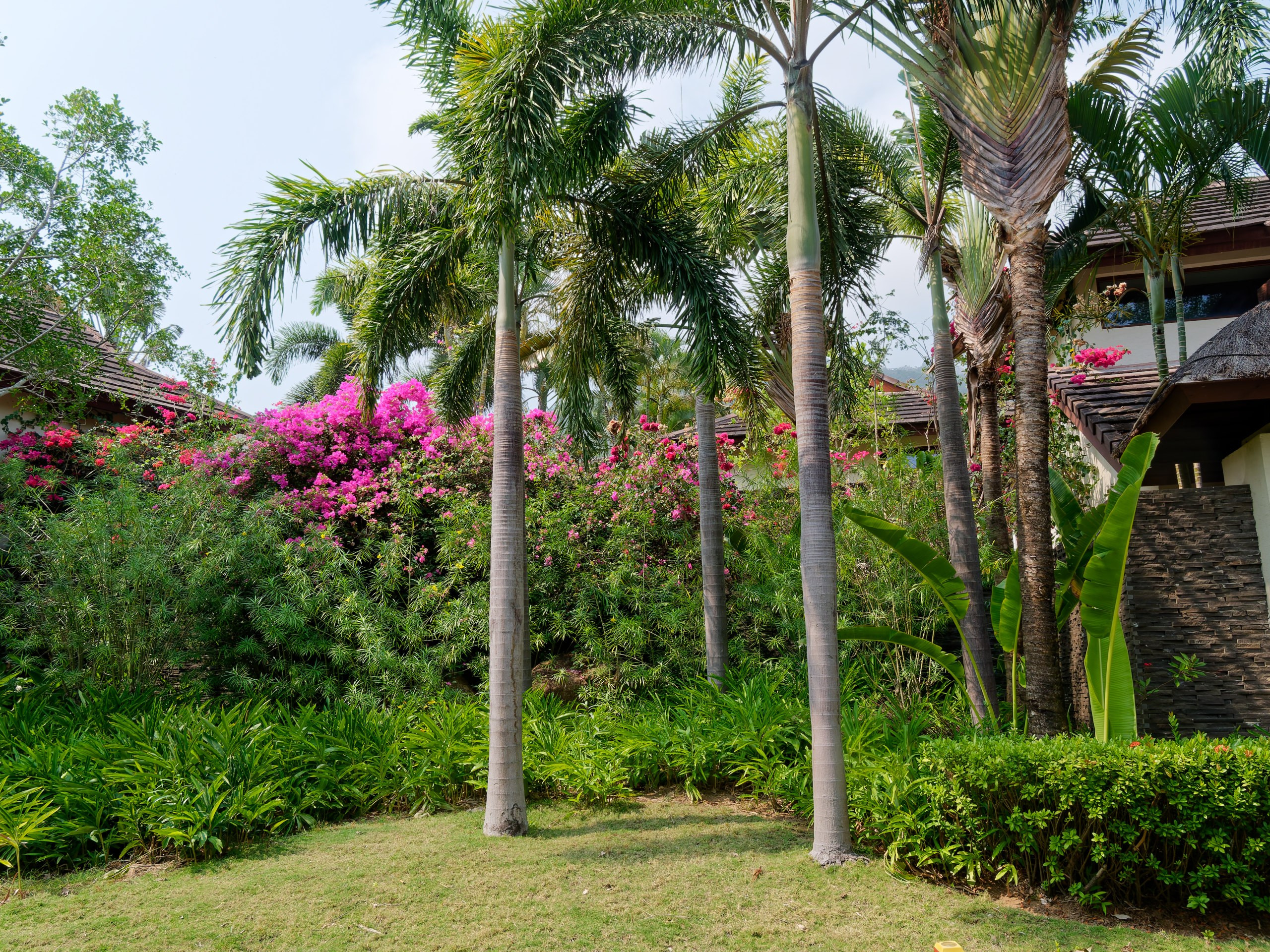 Хайнань 2026, флора, цветы и деревья. Фотопрогулки по Миру