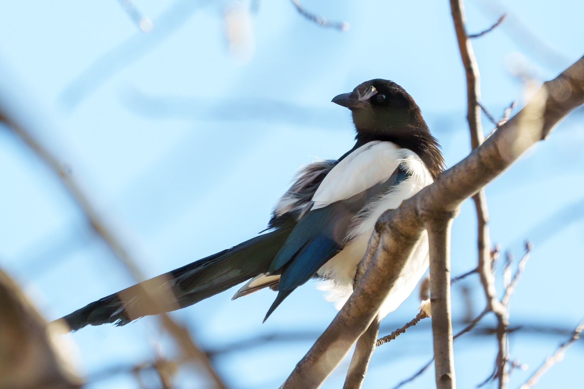 Удивительные мир птиц. Вокруг нас столько прекрасного — присмотритесь!. Ваш личный фотограф Марина Волкова