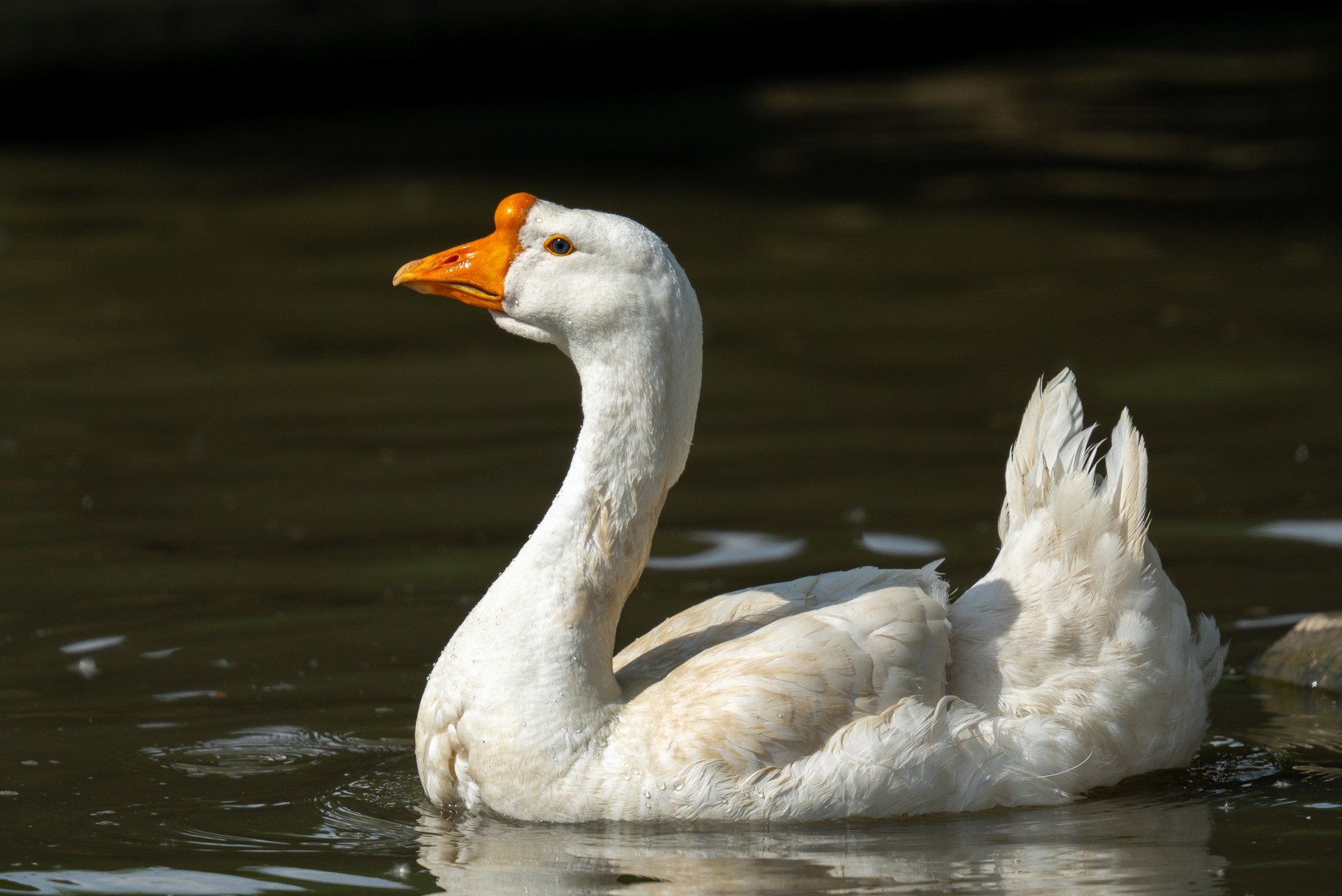 Удивительные мир птиц. Вокруг нас столько прекрасного — присмотритесь!. Ваш личный фотограф Марина Волкова