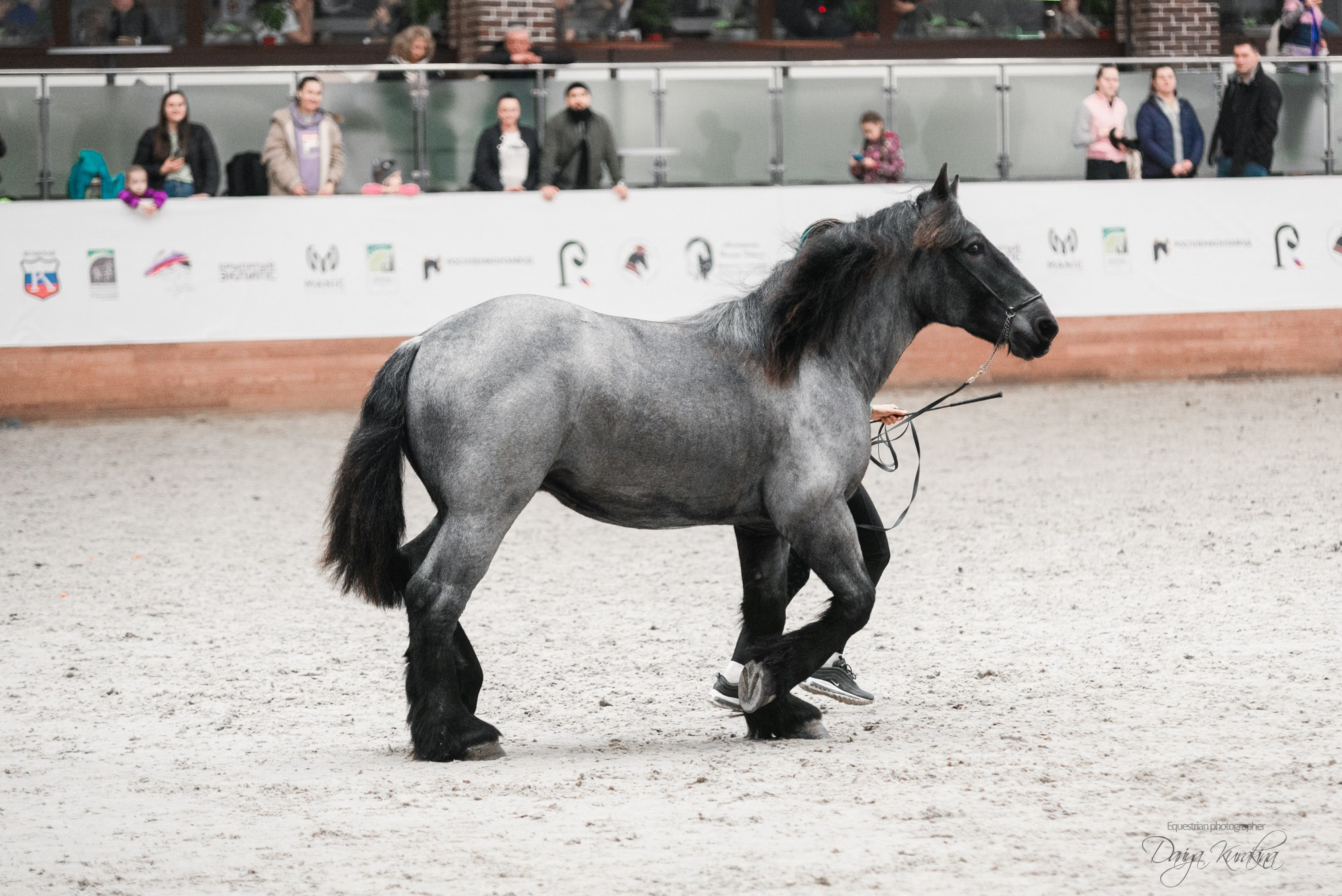 8-я международная выставка Конная Россия. Конный фотограф Куракина Дарья • Фотосессии с лошадьми