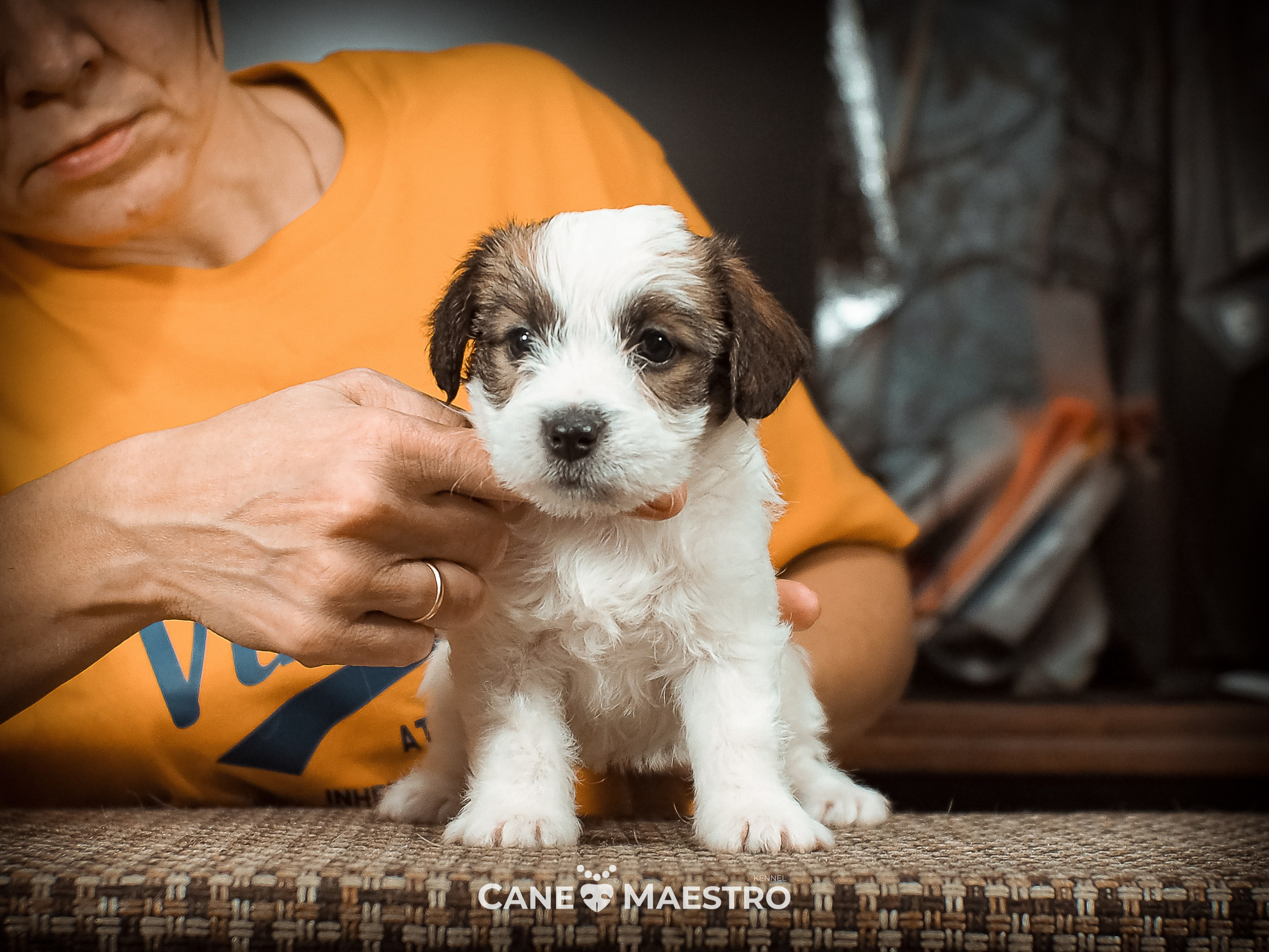 Сук_21_12_25. CANE MAESTRO — kennel Jack Russell Terrier