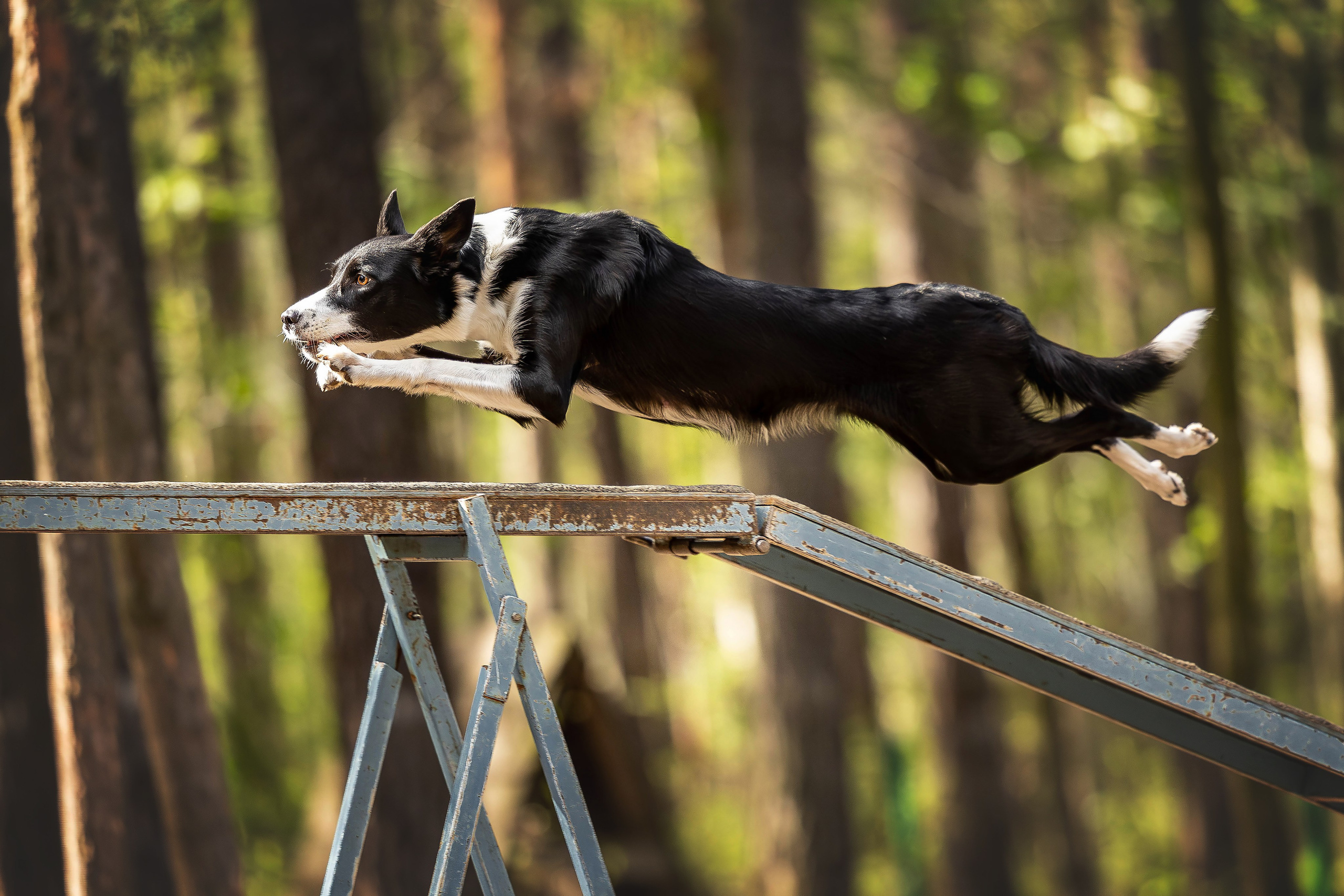 Тренировка аджилити. Фотограф Анималист в Перми Анастасия Остерман