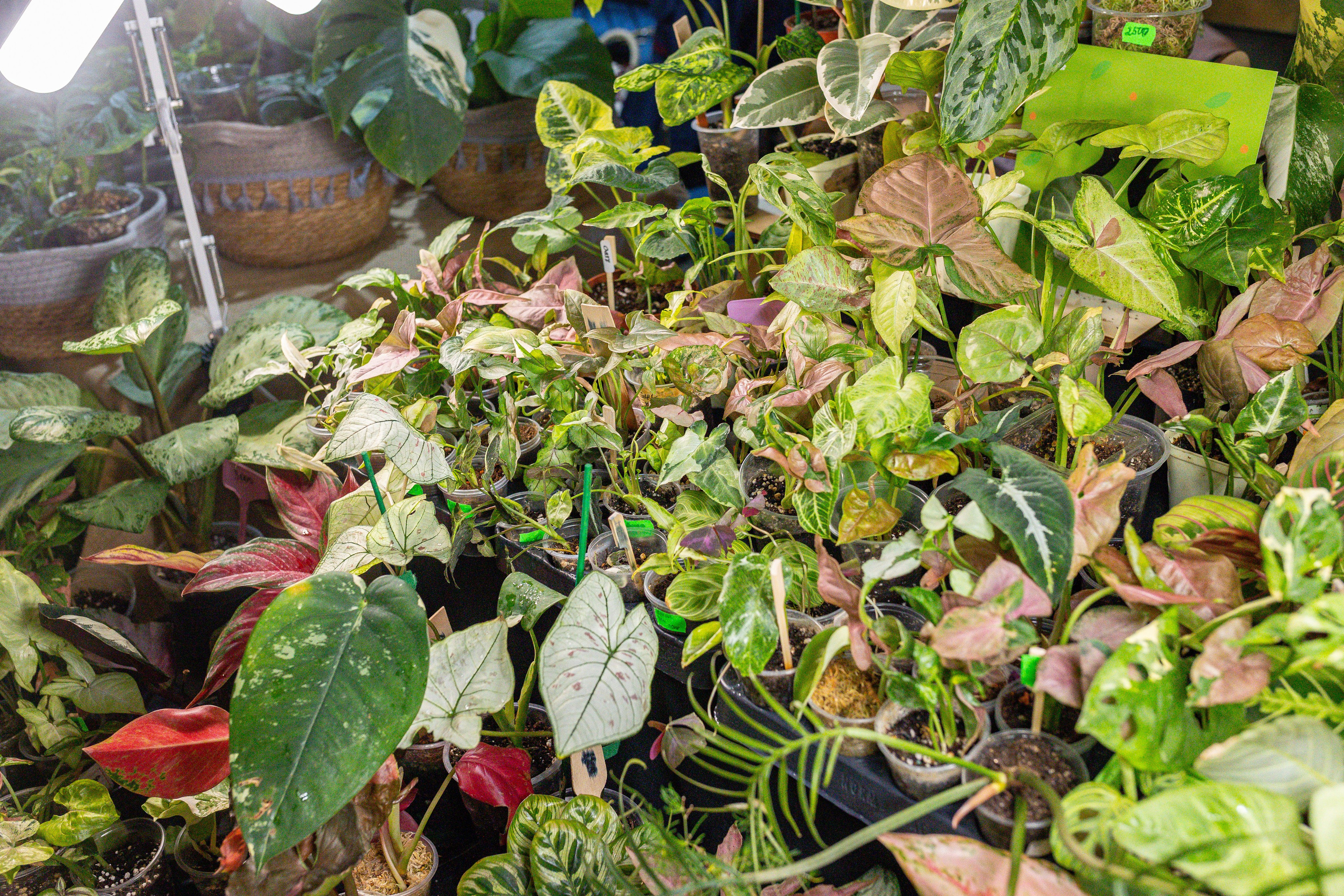 Growbox 5лет. Александра Куликова фотограф, Москва