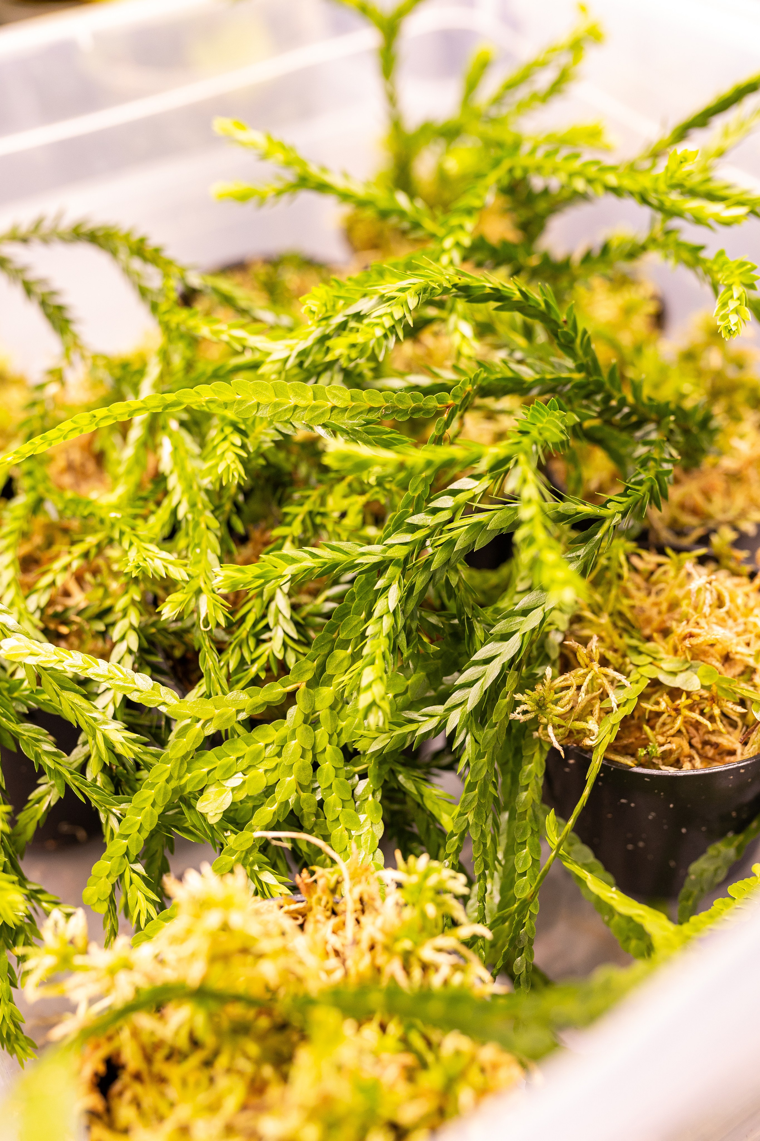 Green_Rare Ярмарка февраль 2025. Александра Куликова фотограф, Москва