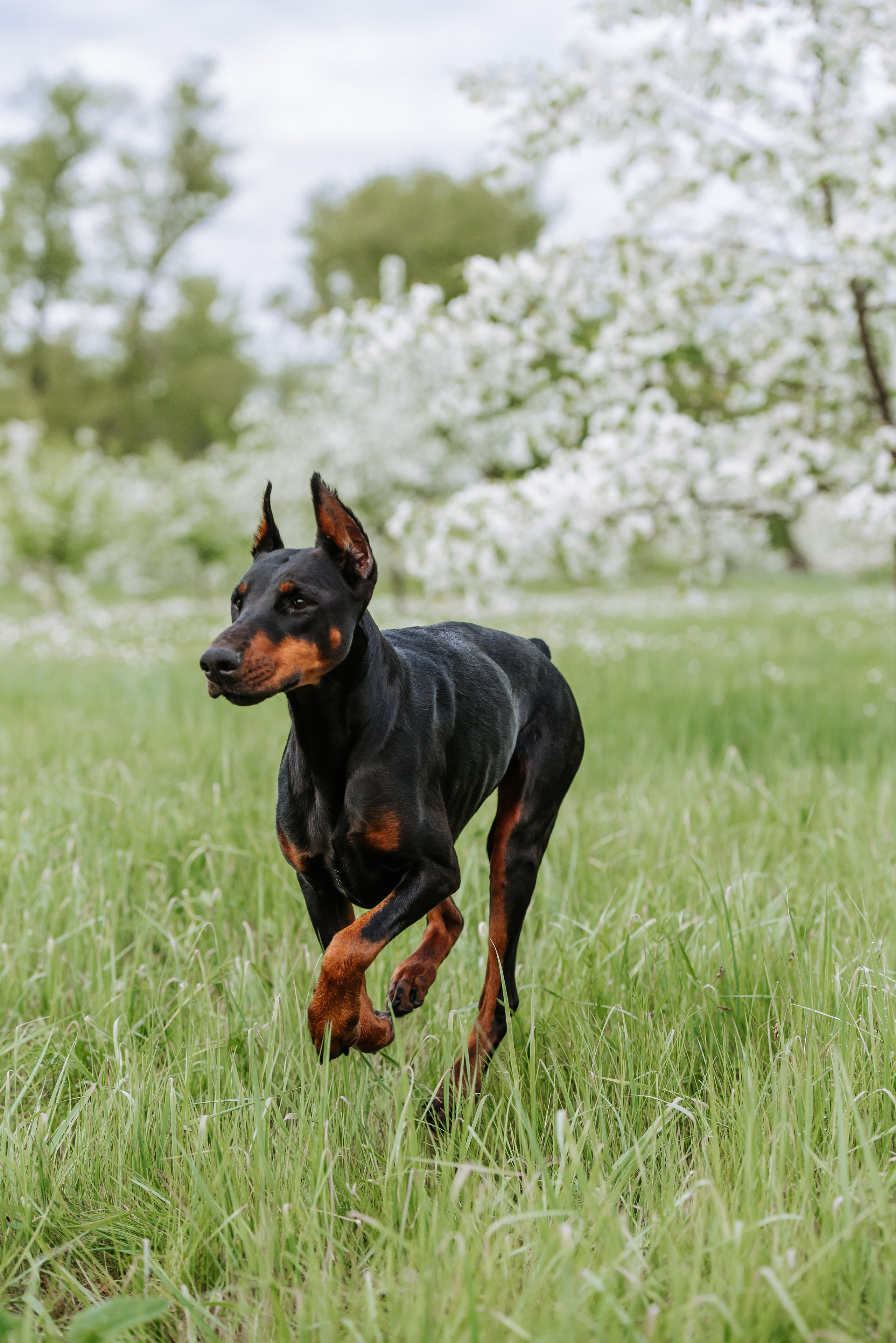 Цветение с доберманами. Фотограф Диана Оленина Красноярск / Братск