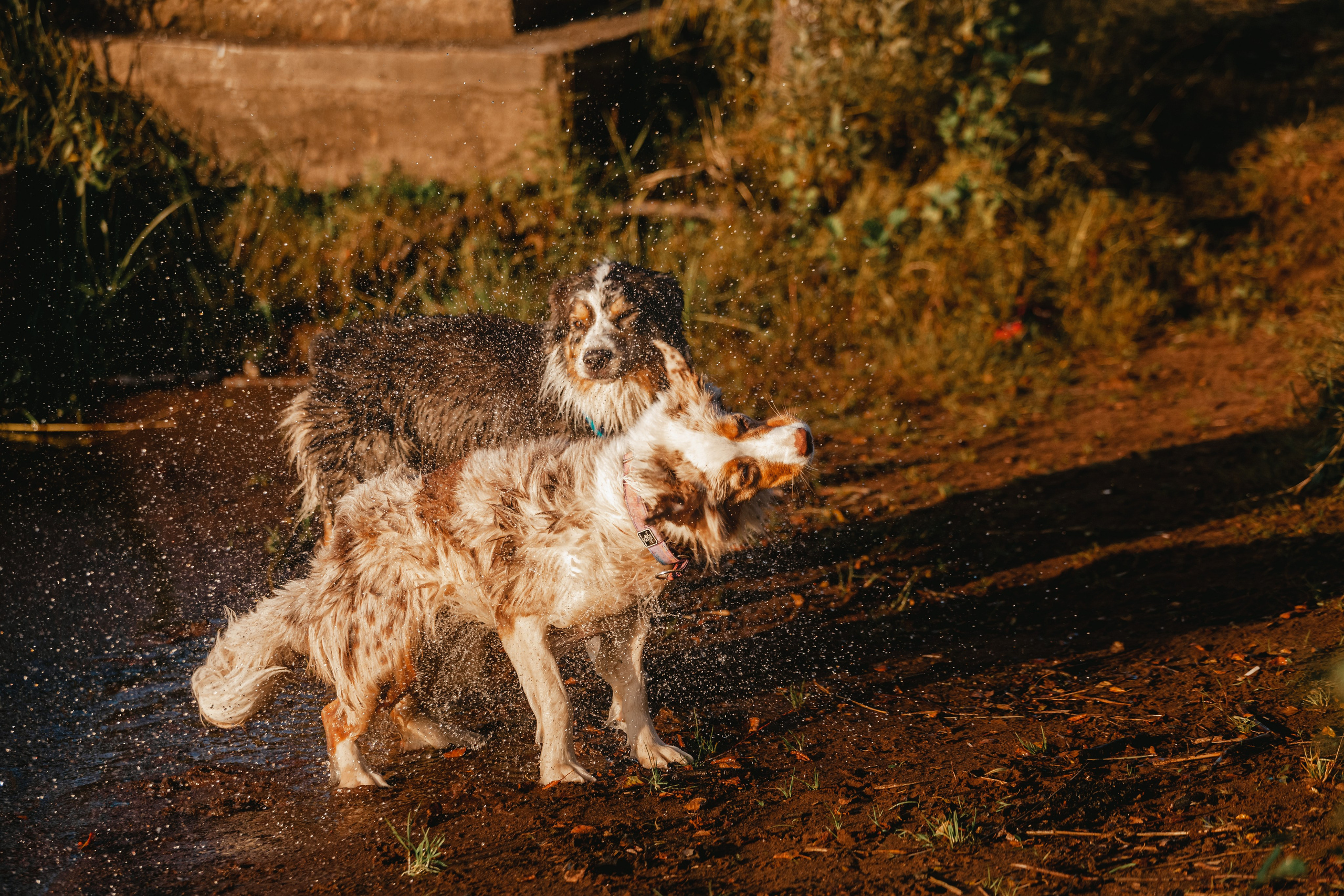 Фотопрогулка в Ленобласти. Фотограф-анималист Татьяна Степанова