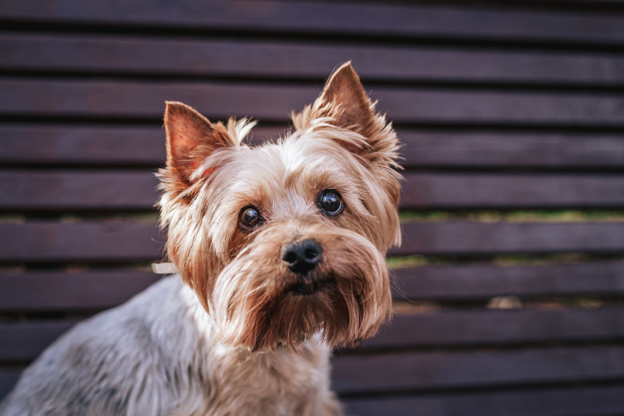 Фотограф-анималист Татьяна Степанова