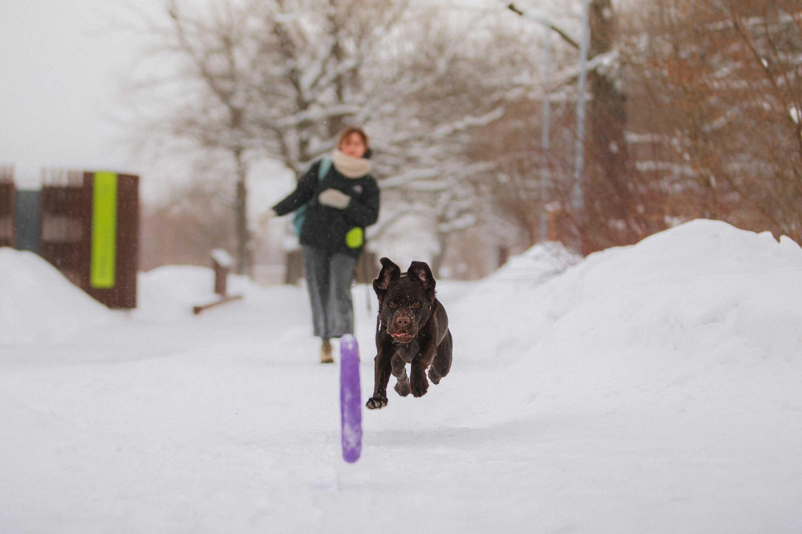 Йоло и Акира. Фотограф анималист Кузнецова Анна Нижний Новгород