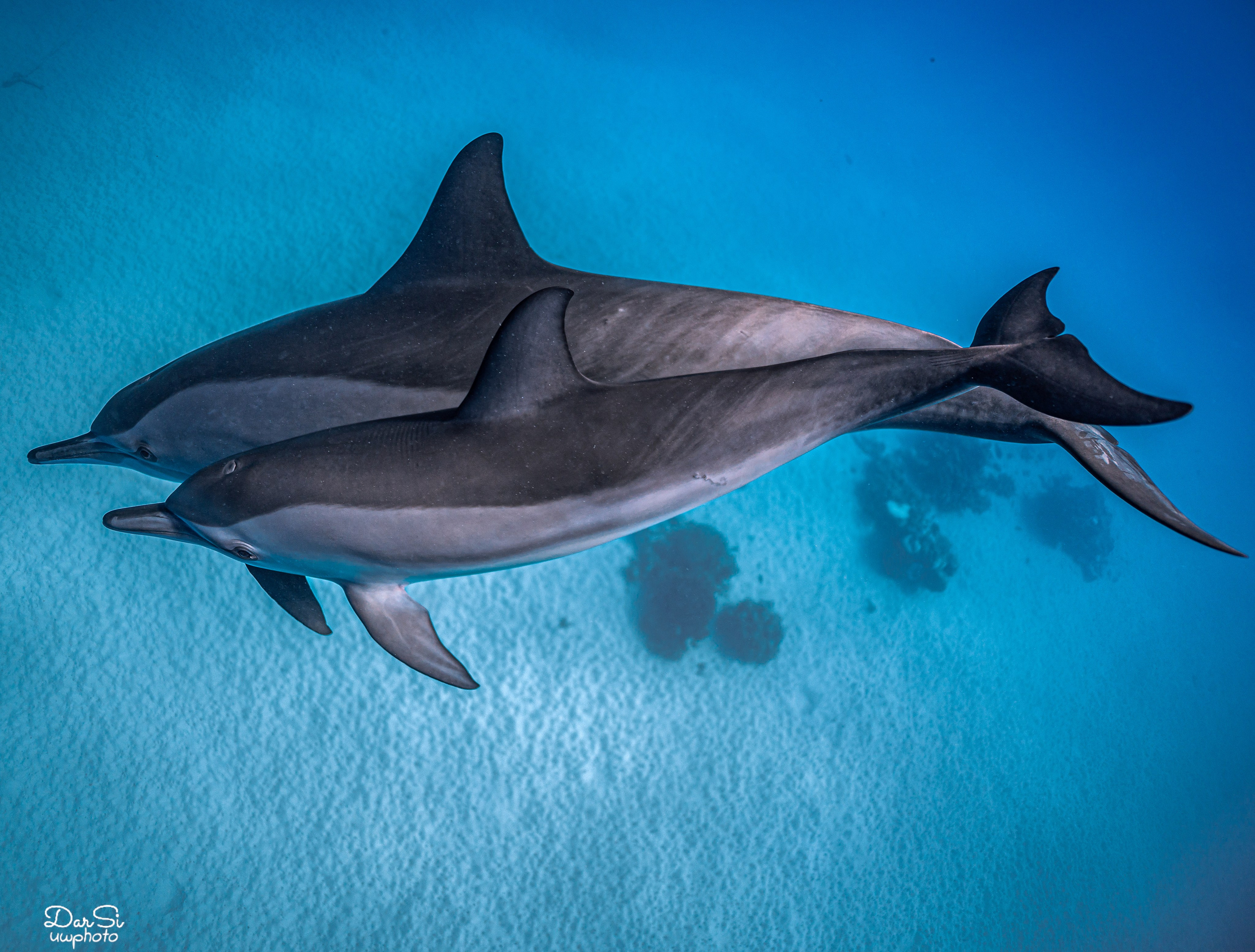Дельфины. Подводный фотограф на Филиппинах Синицина Дарья