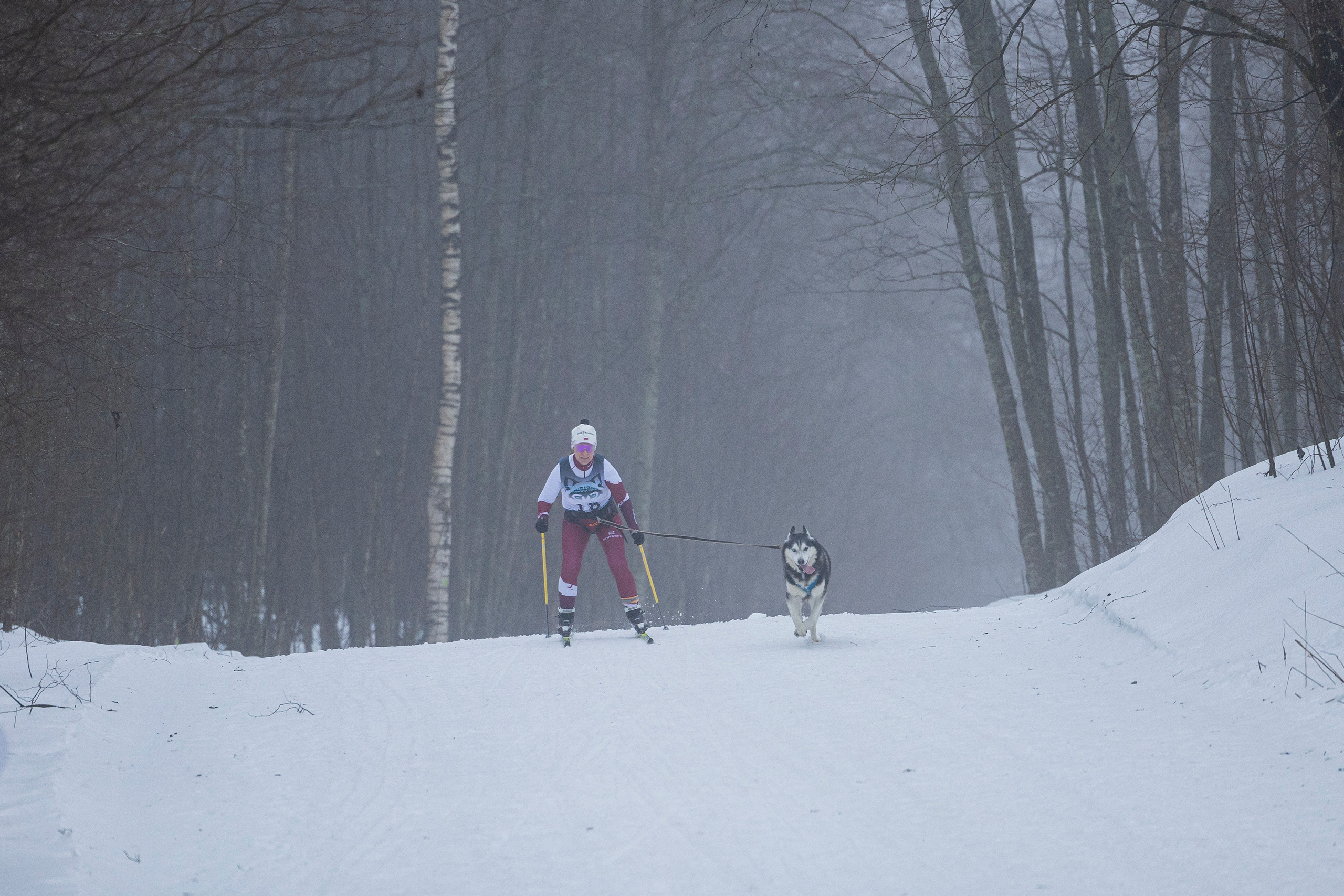 Зимний Чемпионат Санкт-Петербурга по ездовому спорту. Фотограф-анималист Анна Маринич