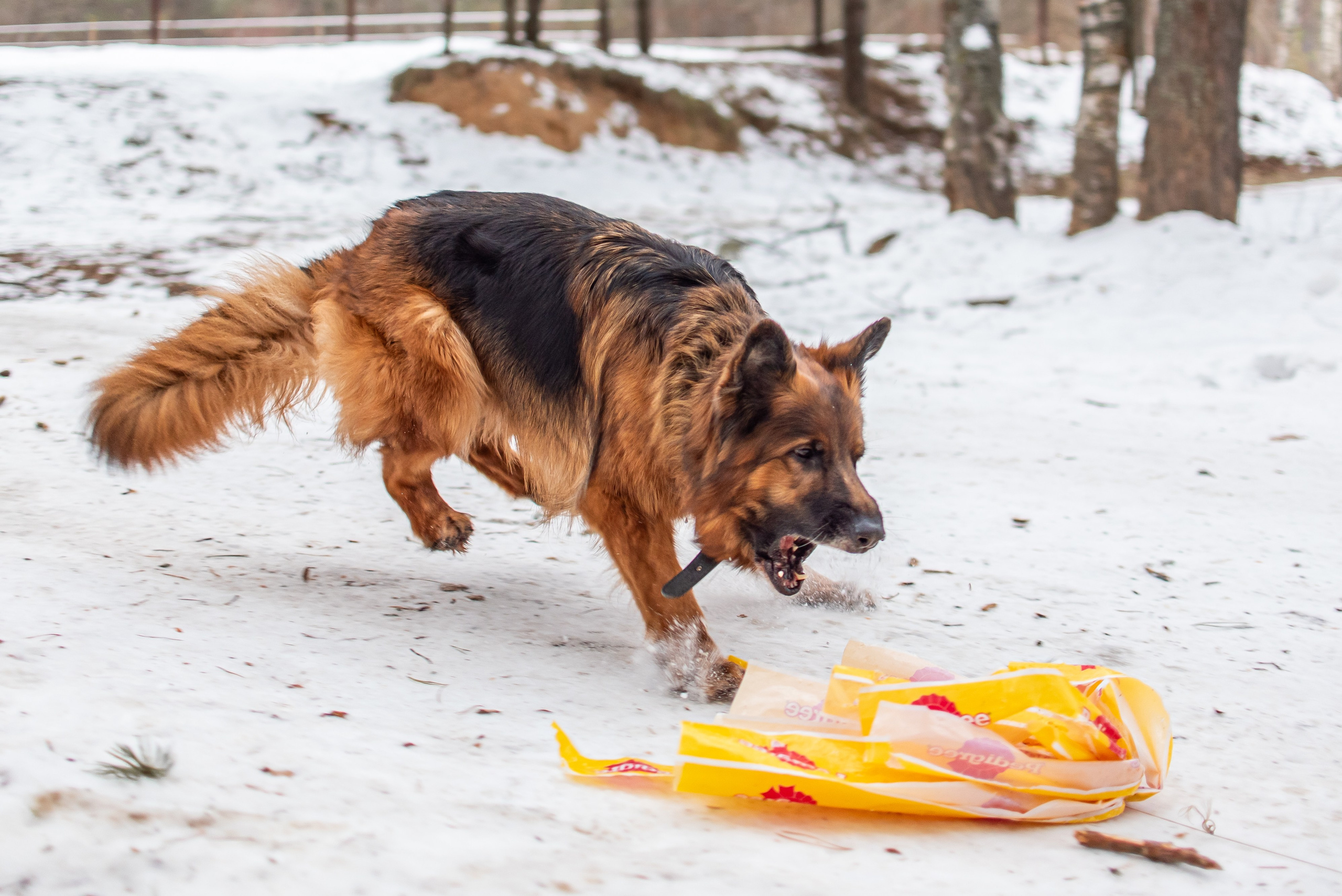 Фотосъёмка с собаками в Кинологическом лагере. Фотограф Макс Огурцов в Нижнем Новгороде