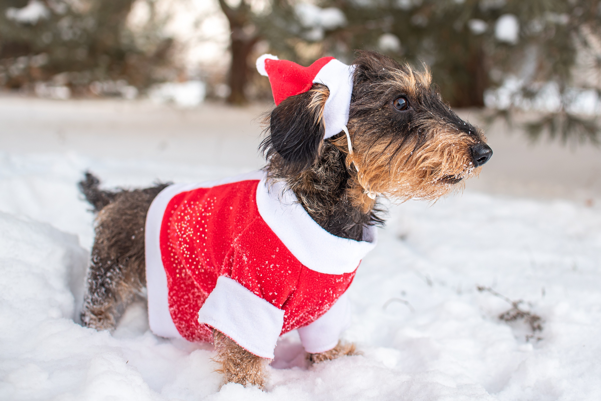 Фотограф Анималист. Фотограф Макс Огурцов в Нижнем Новгороде