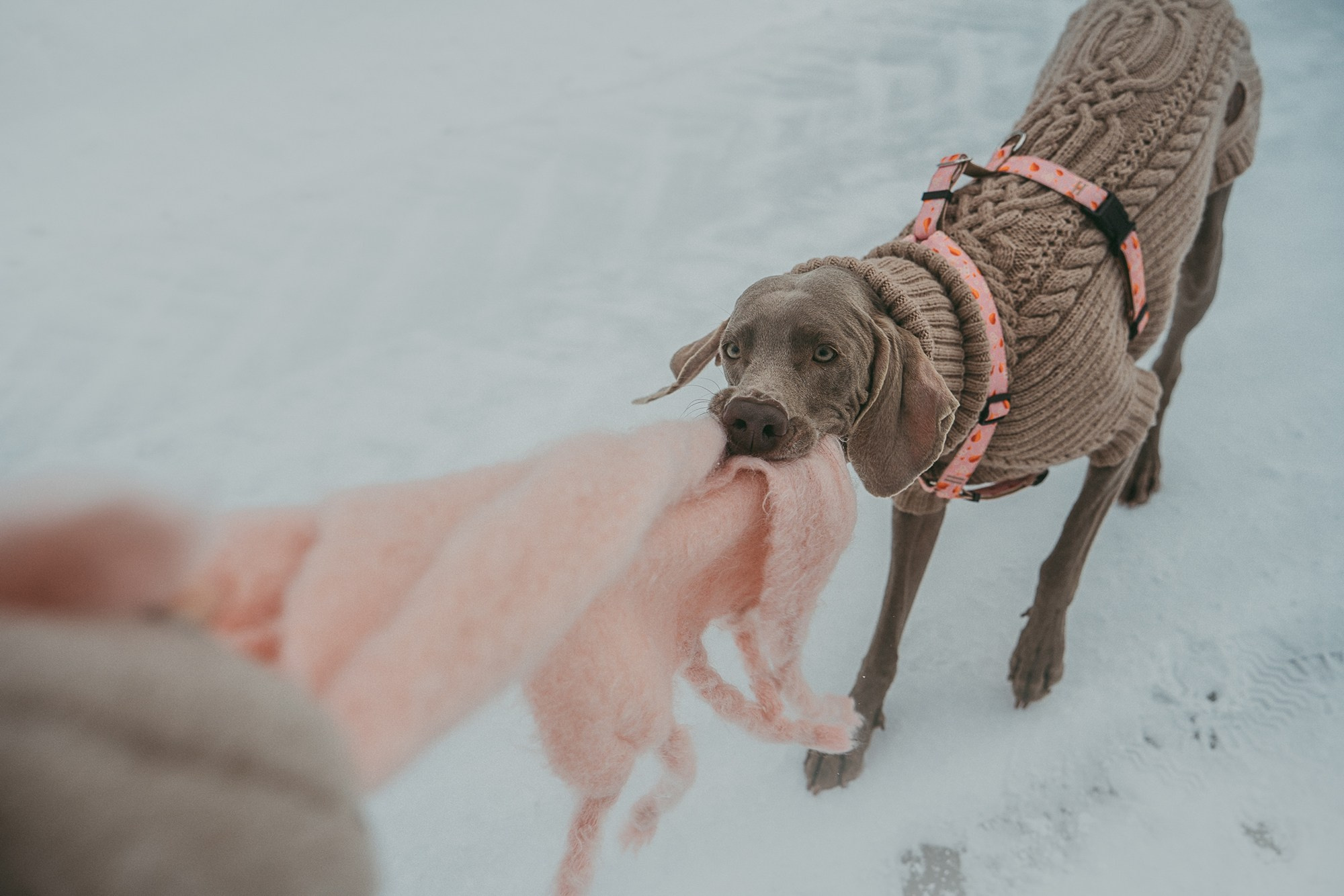 Лена и Фанни. Фотограф анималист в Москве и Санкт-Петербурге Свиридова Анна