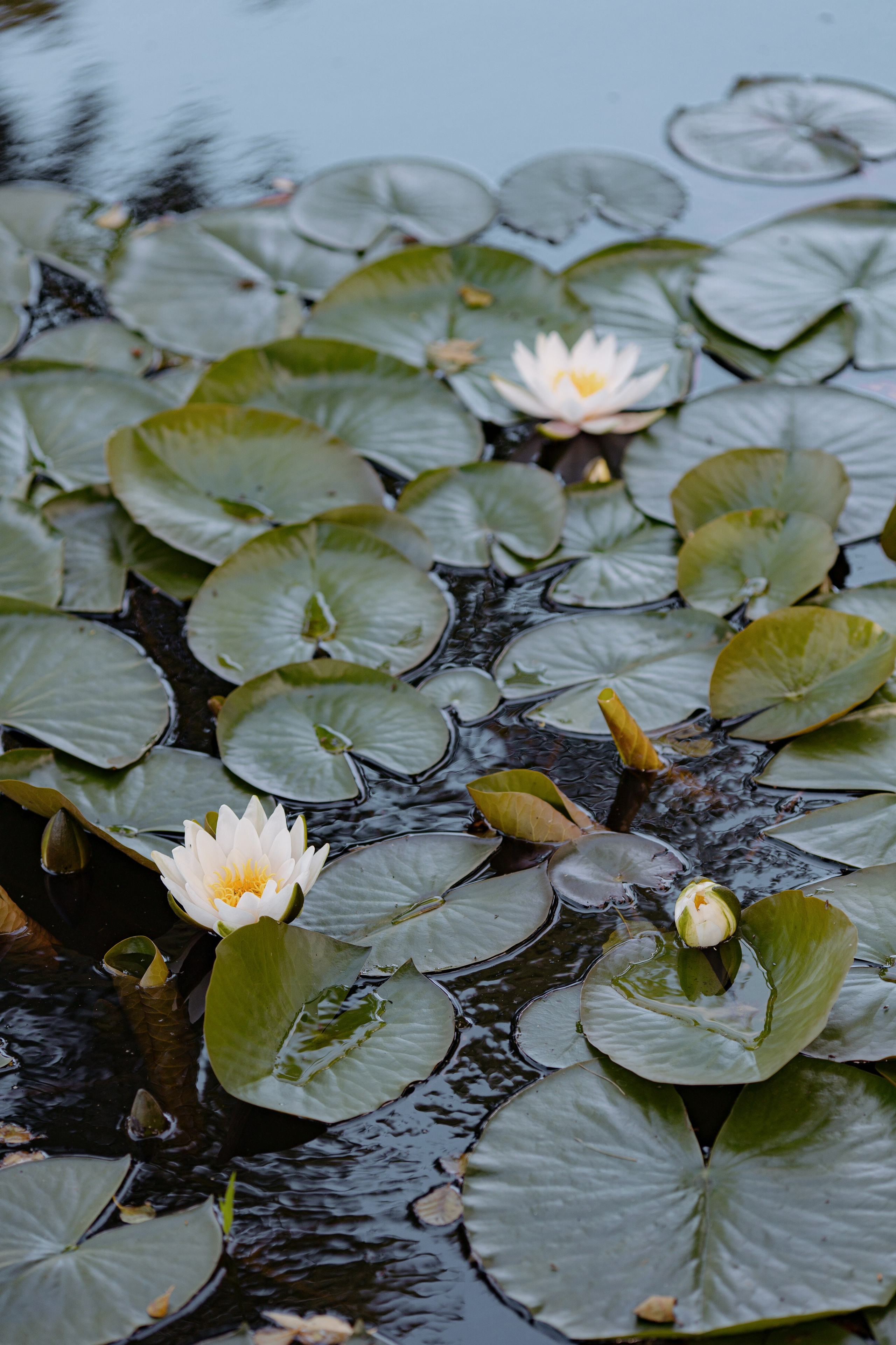 Влад и Алена | 2024. Свадебный фотограф и видеографы Минск