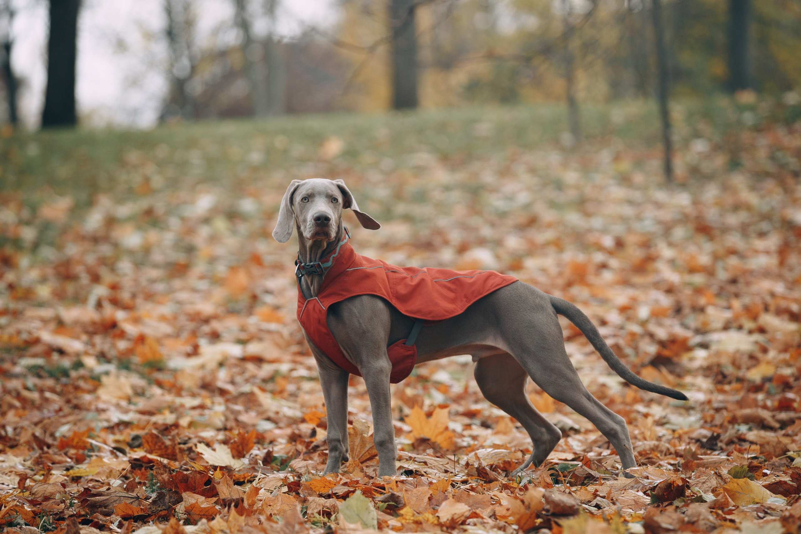 Оля, Саша и Бастиан. Фотограф анималист Кристина Карпова, Москва