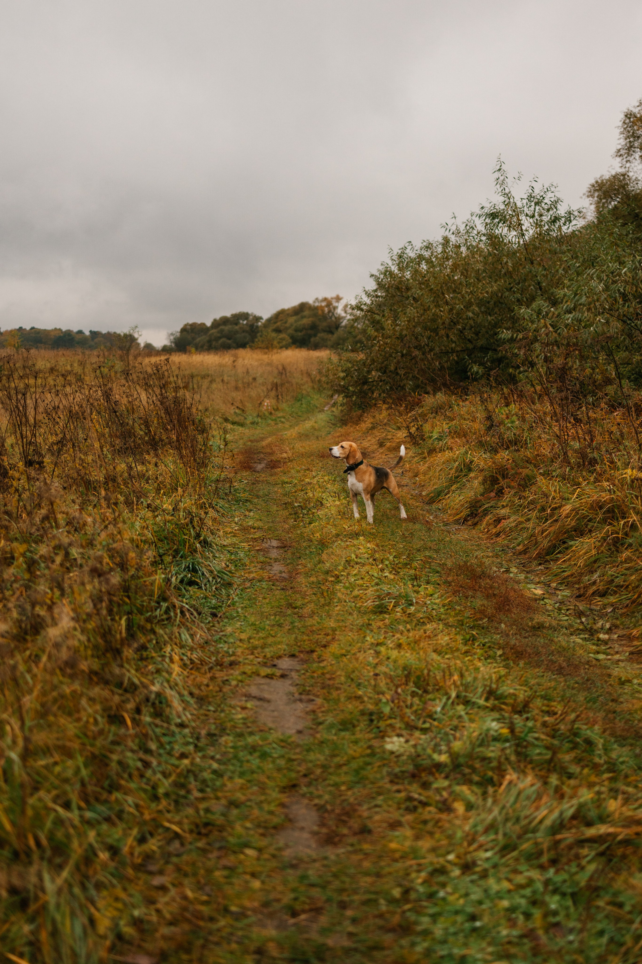 Лена и Тайгер. Фотограф — Анималист | Санкт-Петербург