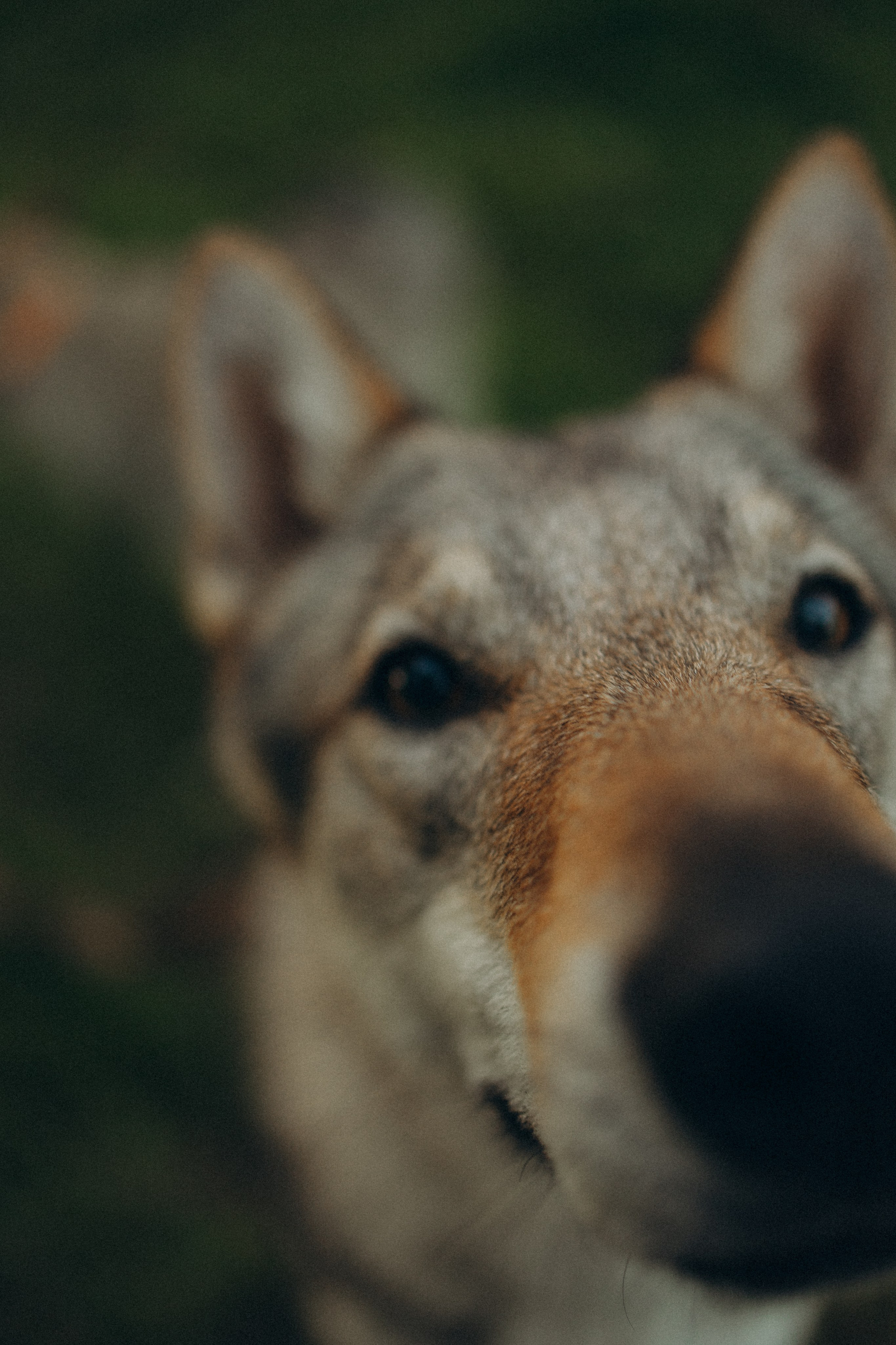 Аня и ее семья. Фотораф — анималист Мария Шистка