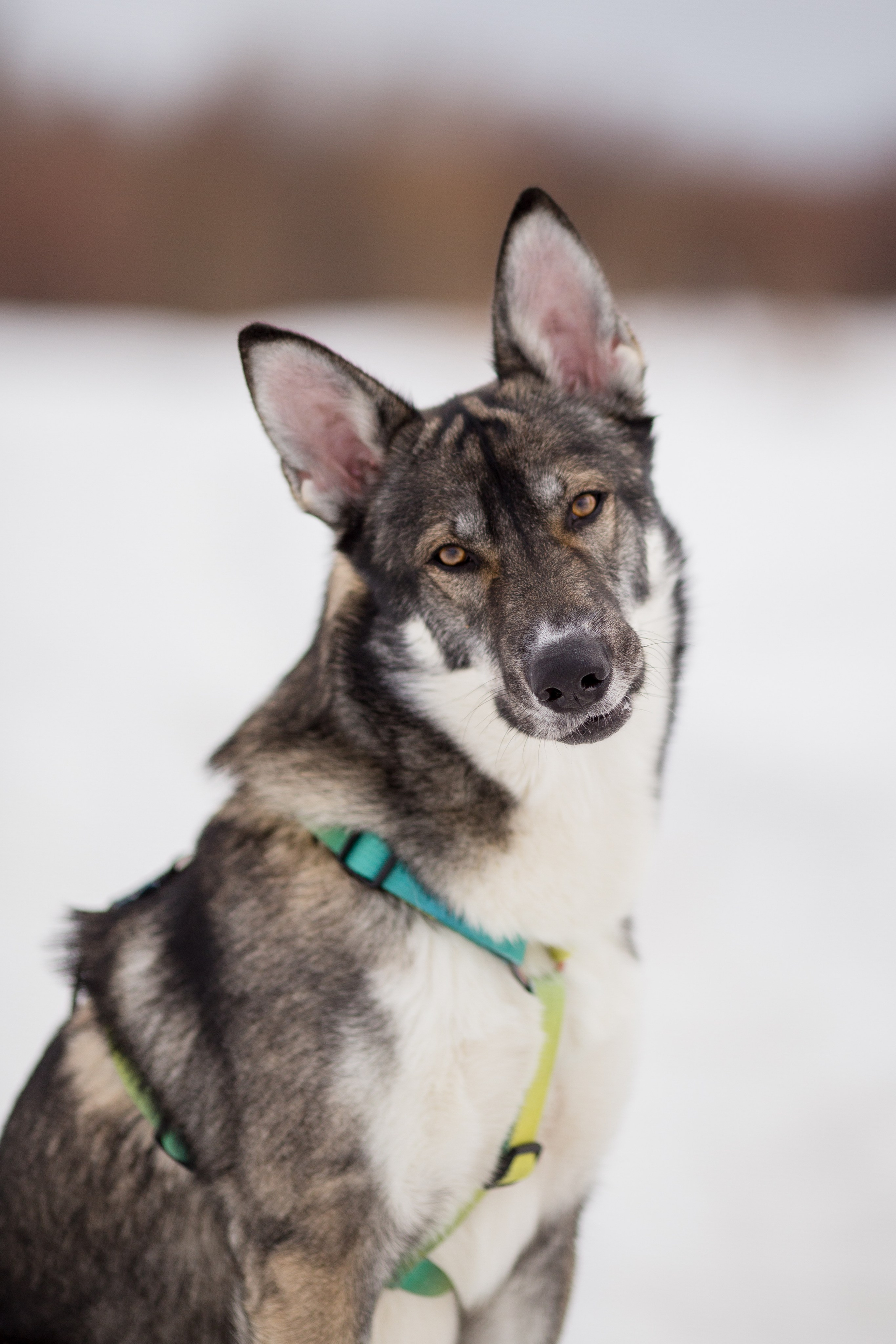 Фотосессия с собакой в Архангельске