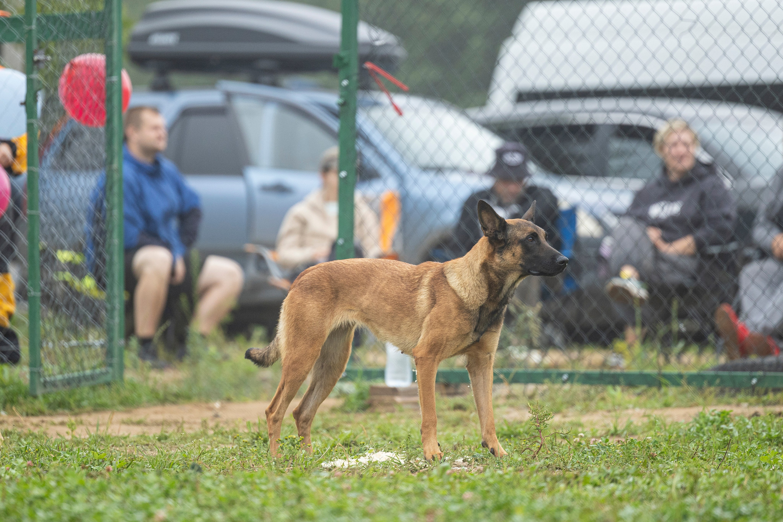 Соревнования по Мондьорингу г. Вологда 10-11.08.2024. Фотограф-анималист Анна Маринич
