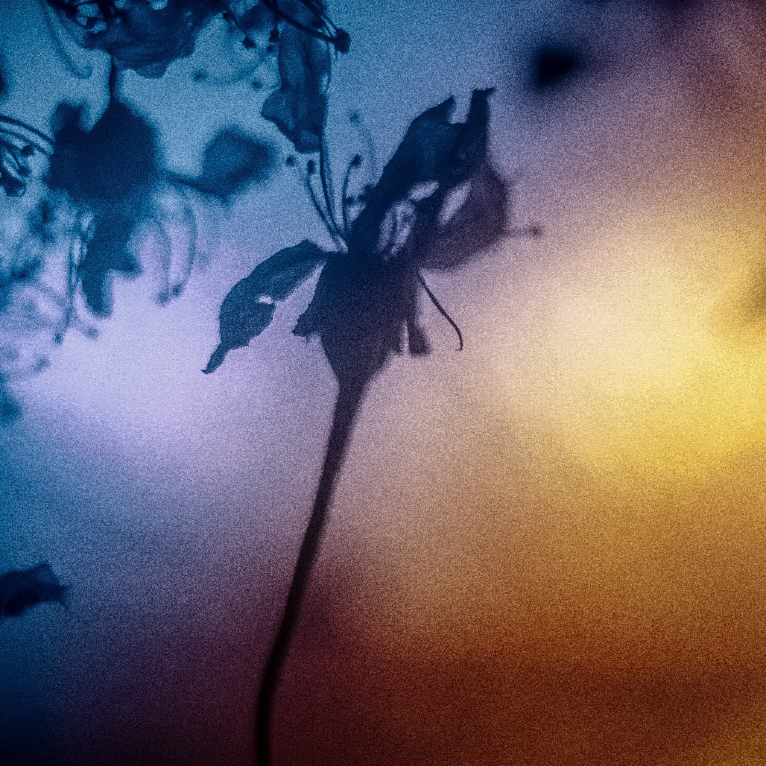 STILL LIFE. Photographer Zoya Smirnova