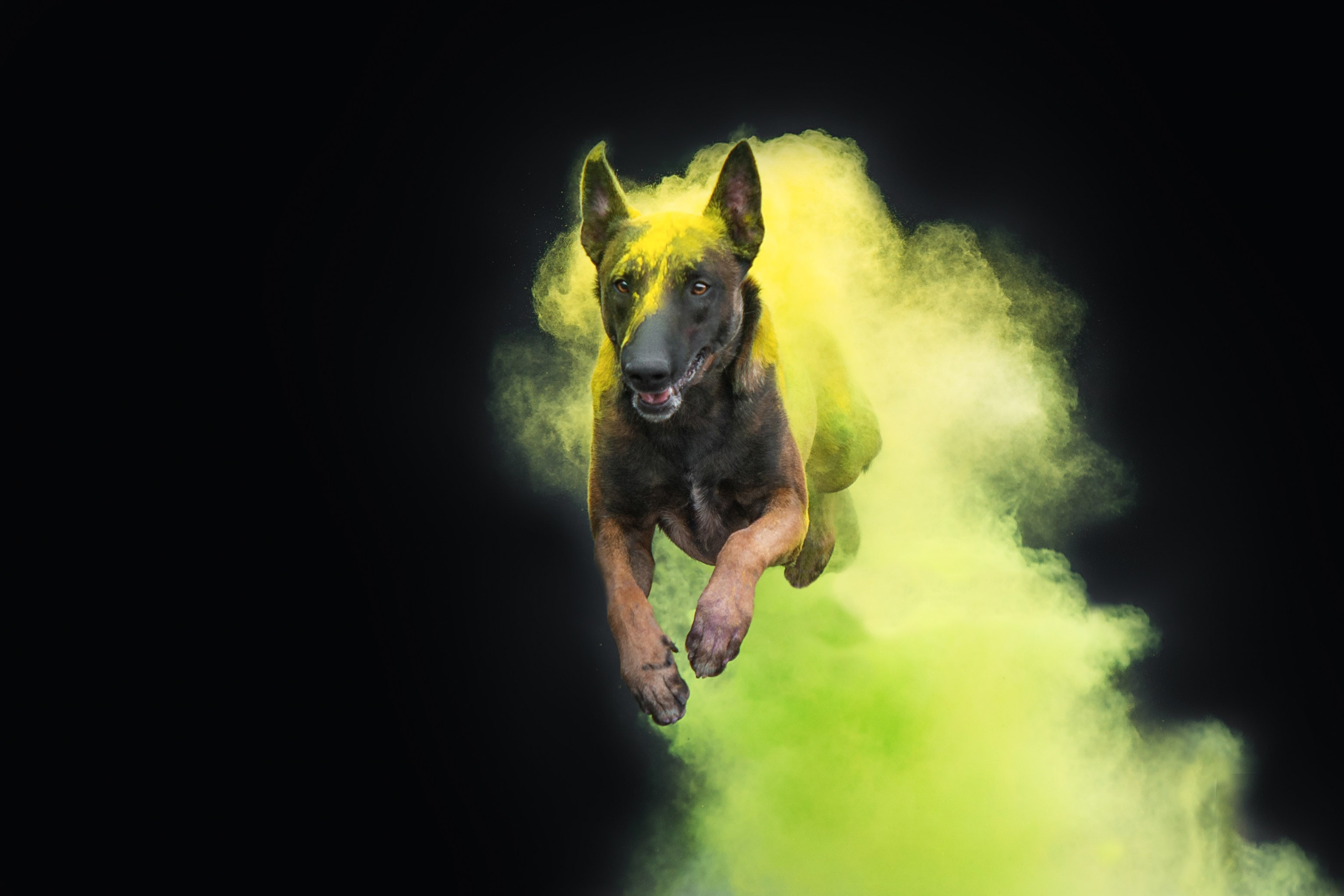 Краски холи. Фотограф-анималист Анастасия Парфенова|Екатеринбург