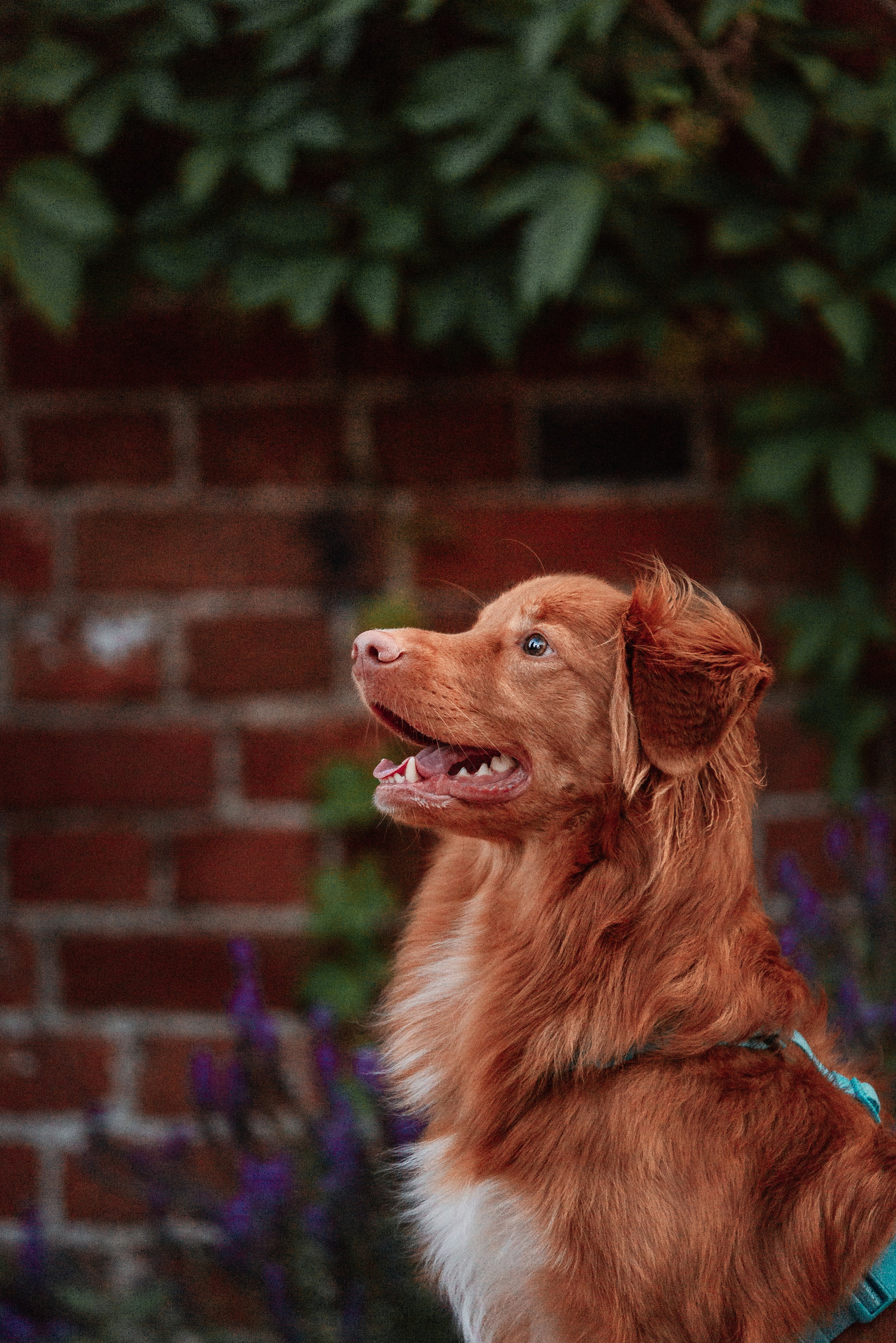 Таня и Лео. Фотограф-анималист Анастасия Парфенова|Екатеринбург