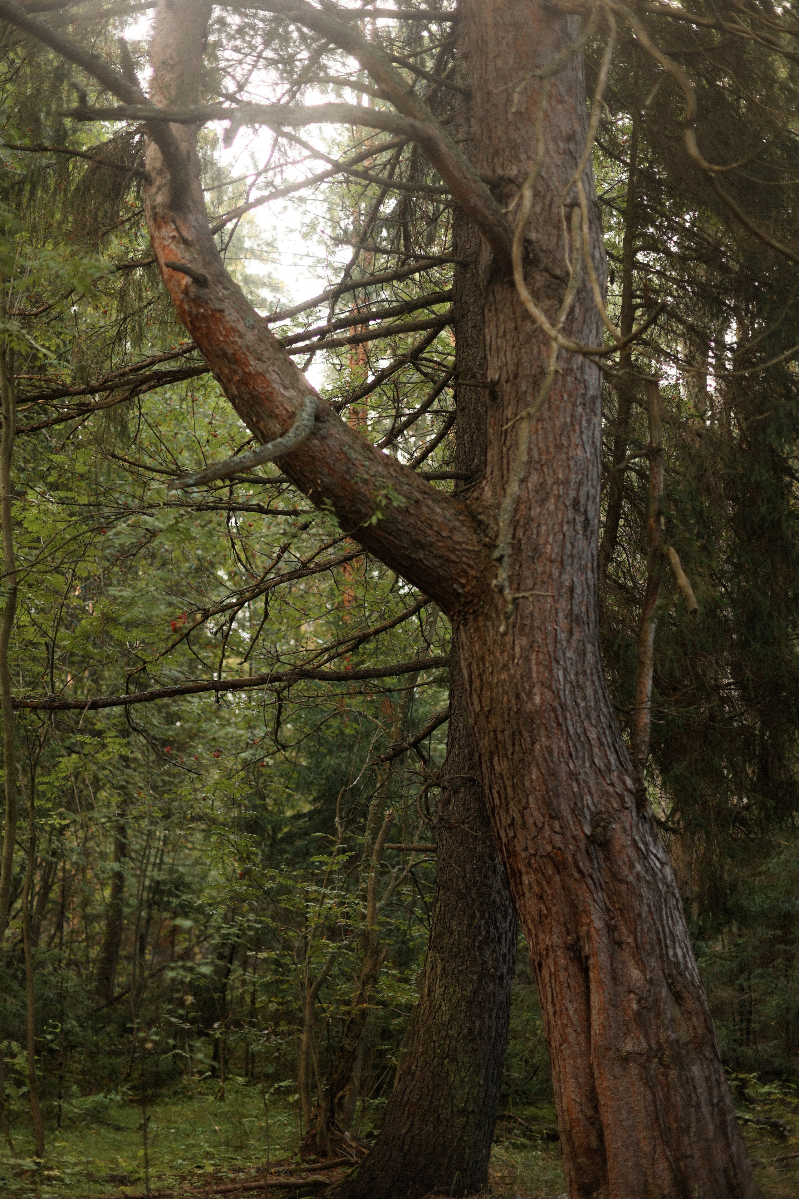 Влюбленность. Фотограф — Ольга Косолюкина