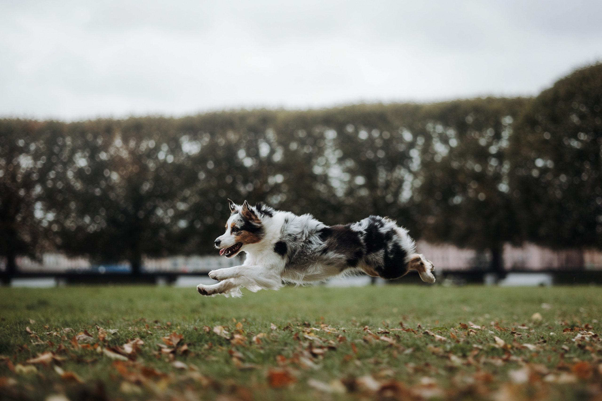 Ирина и Кайса. Фотограф — Анималист | Санкт-Петербург